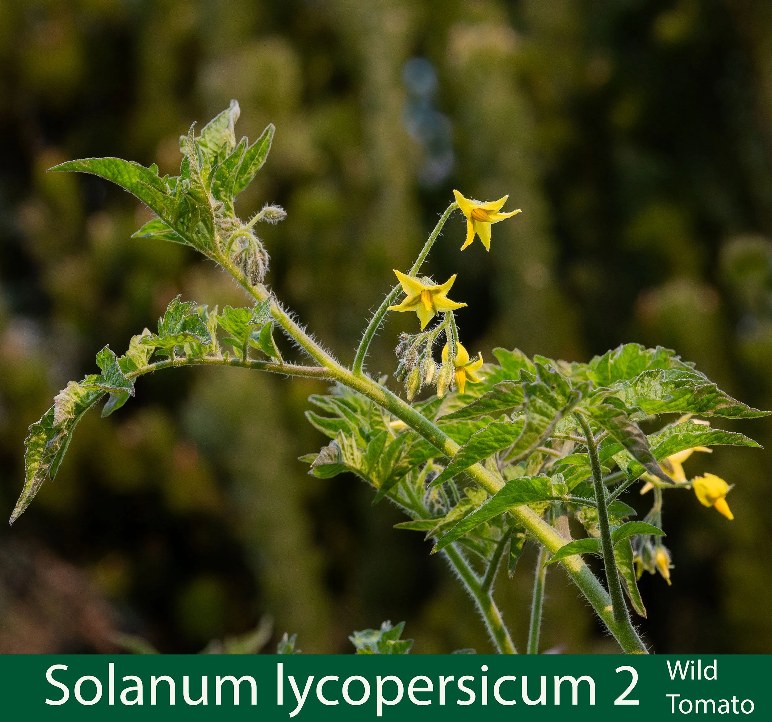 Solanum lycopersicum 2 Wild tomato--261A0393.jpg