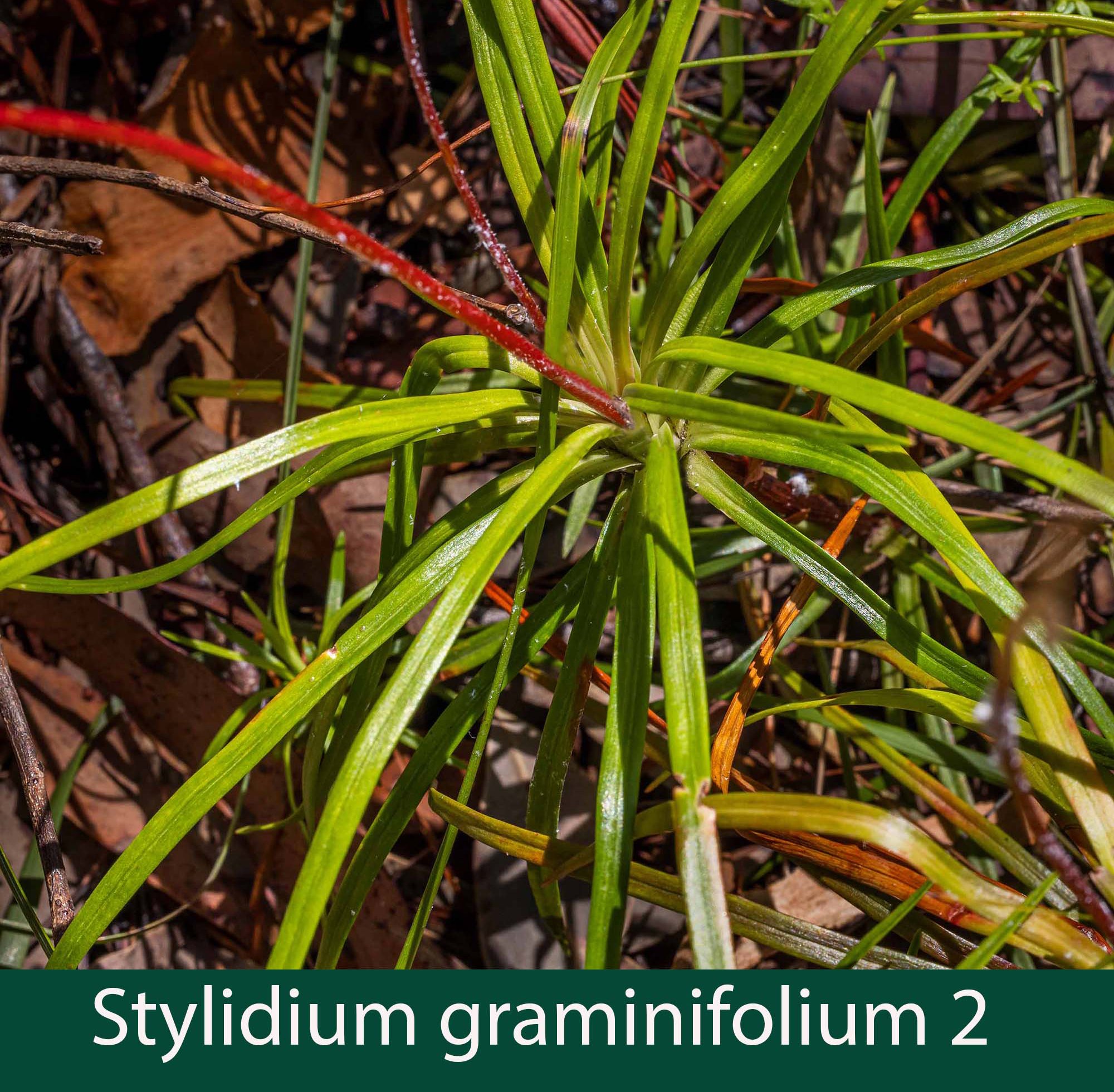 Stylidium graminifolium 2    leaf tuft.jpg