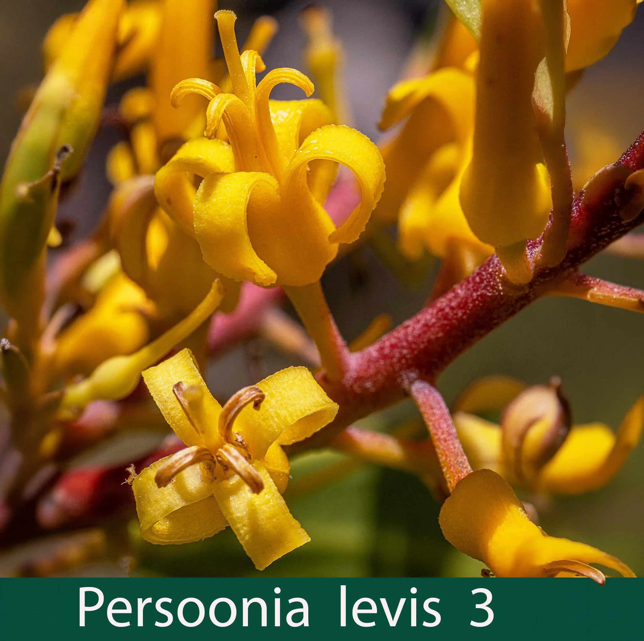 Persoonia levis 3_.jpg