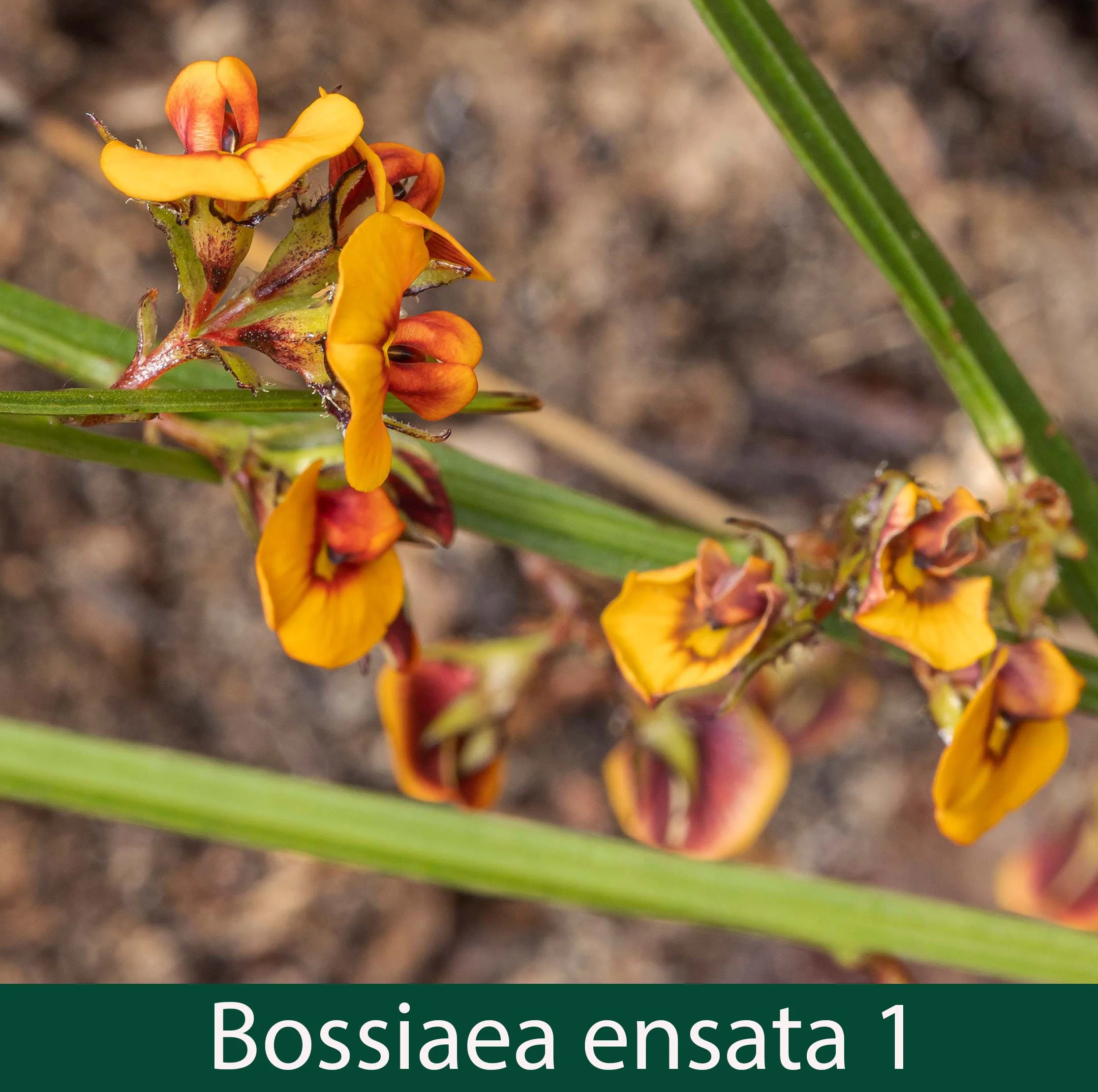 Bossiaea ensata 1_.jpg