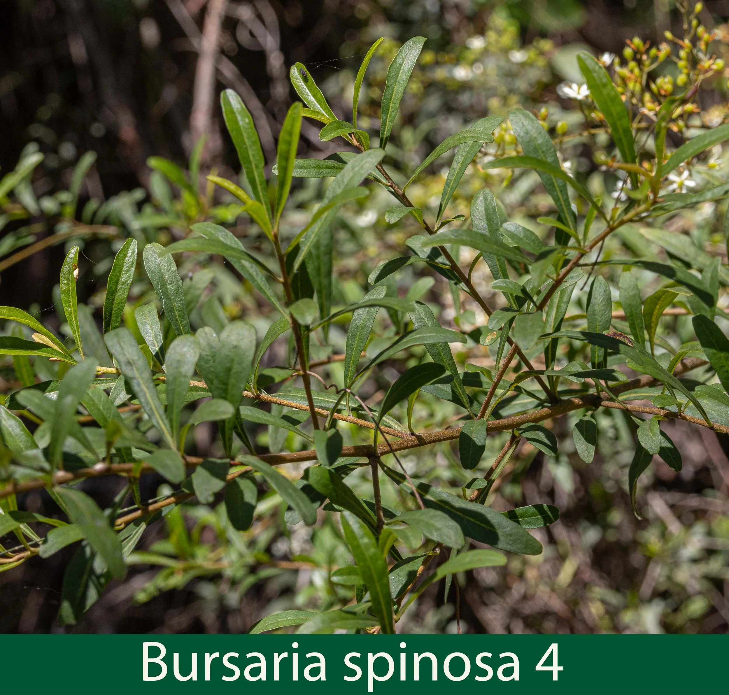 Bursaria spinosa 4-261A0919.jpg