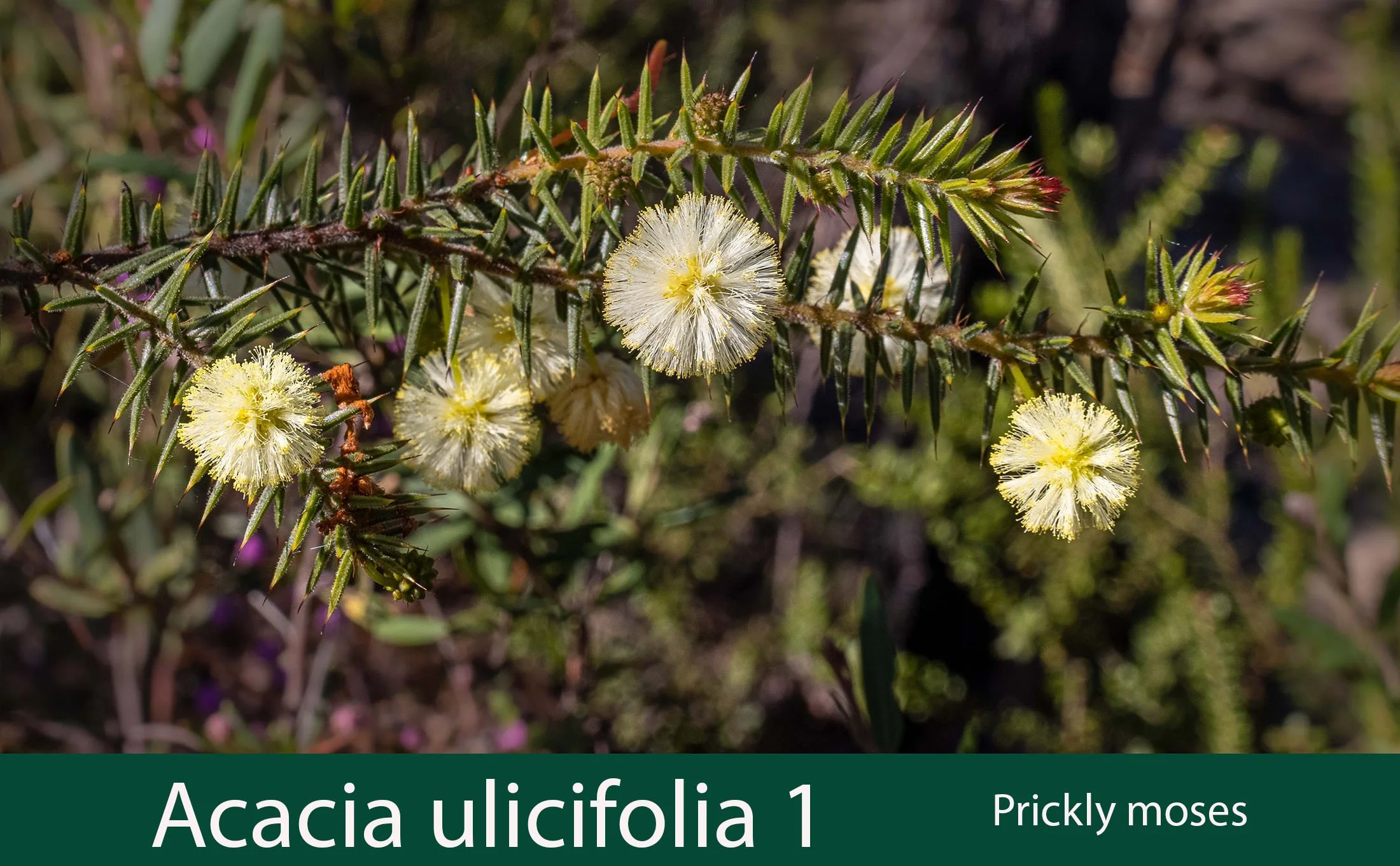 Acacia ulicifolia 1 Prickly moses.jpg