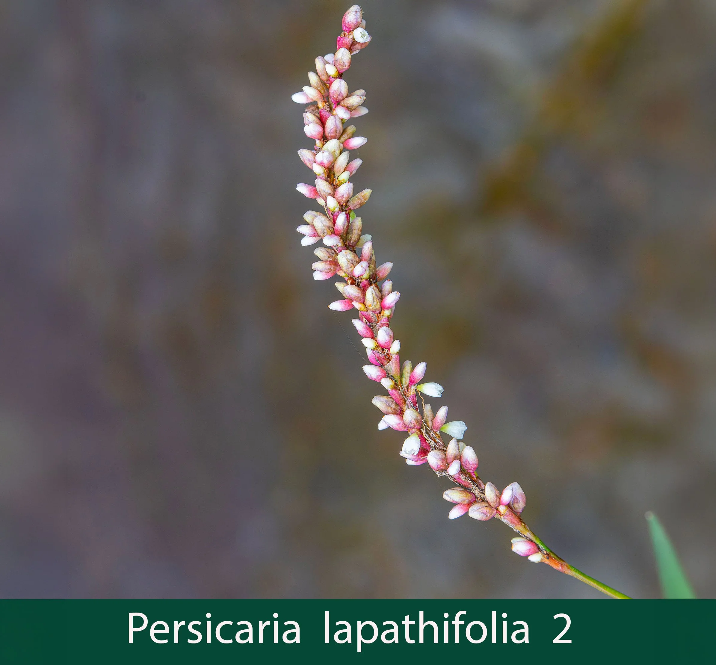 Persicaria lapathifolia 2_.jpg
