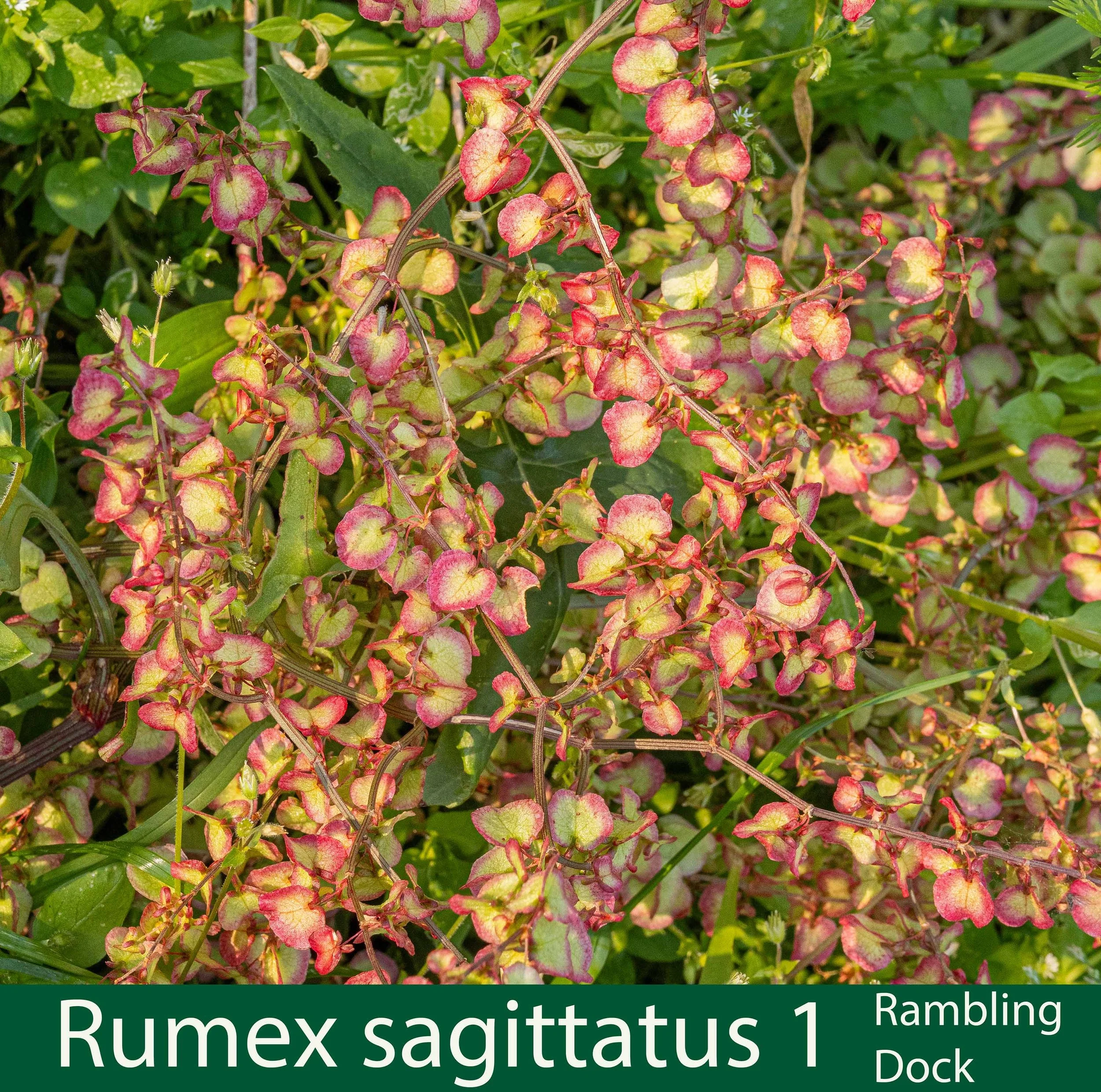 Rumex sagittatus 1- Rambling Dock-261A0432 -.jpg