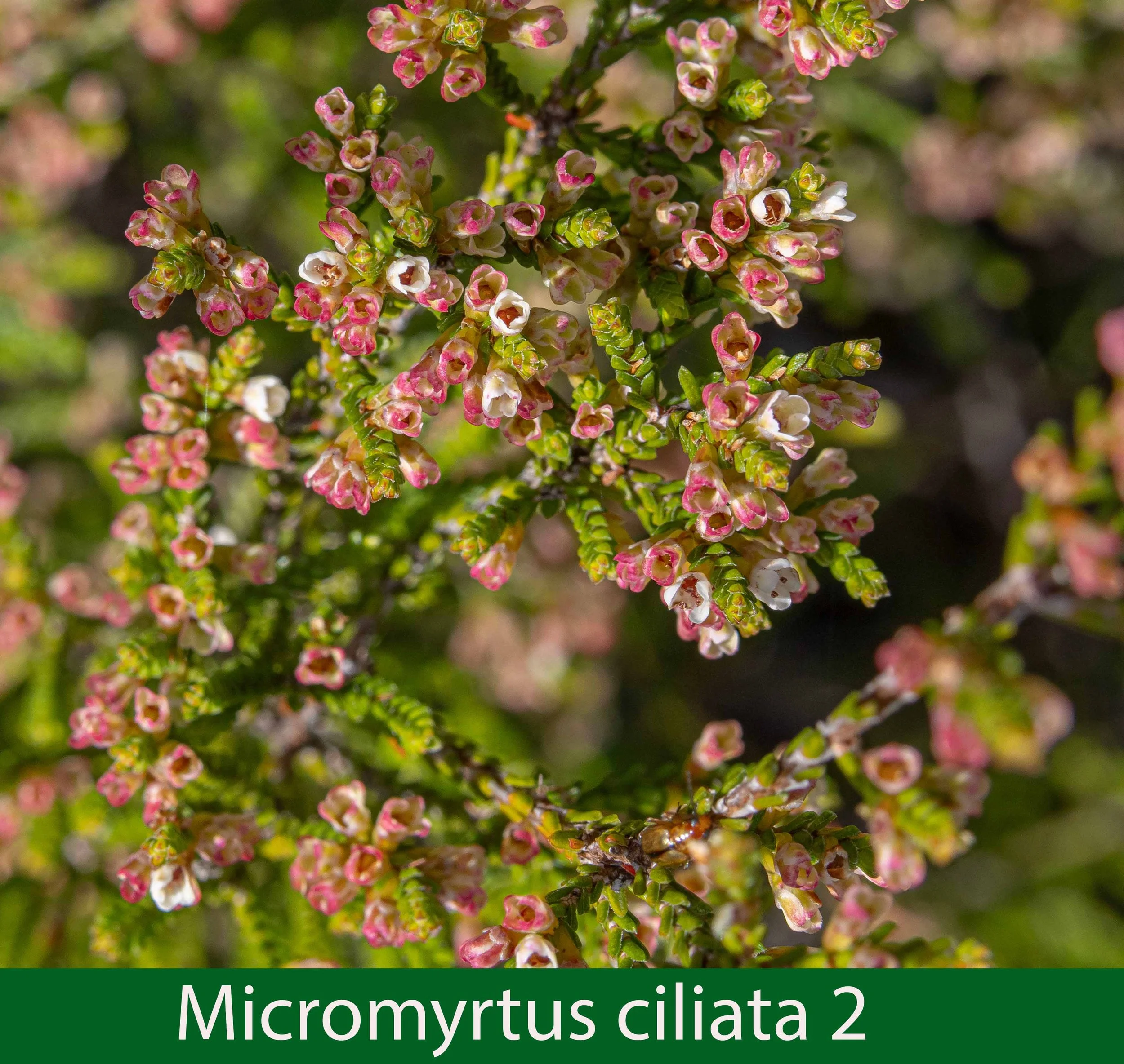 Micromyrtus ciliata-2a--261A2369_.jpg