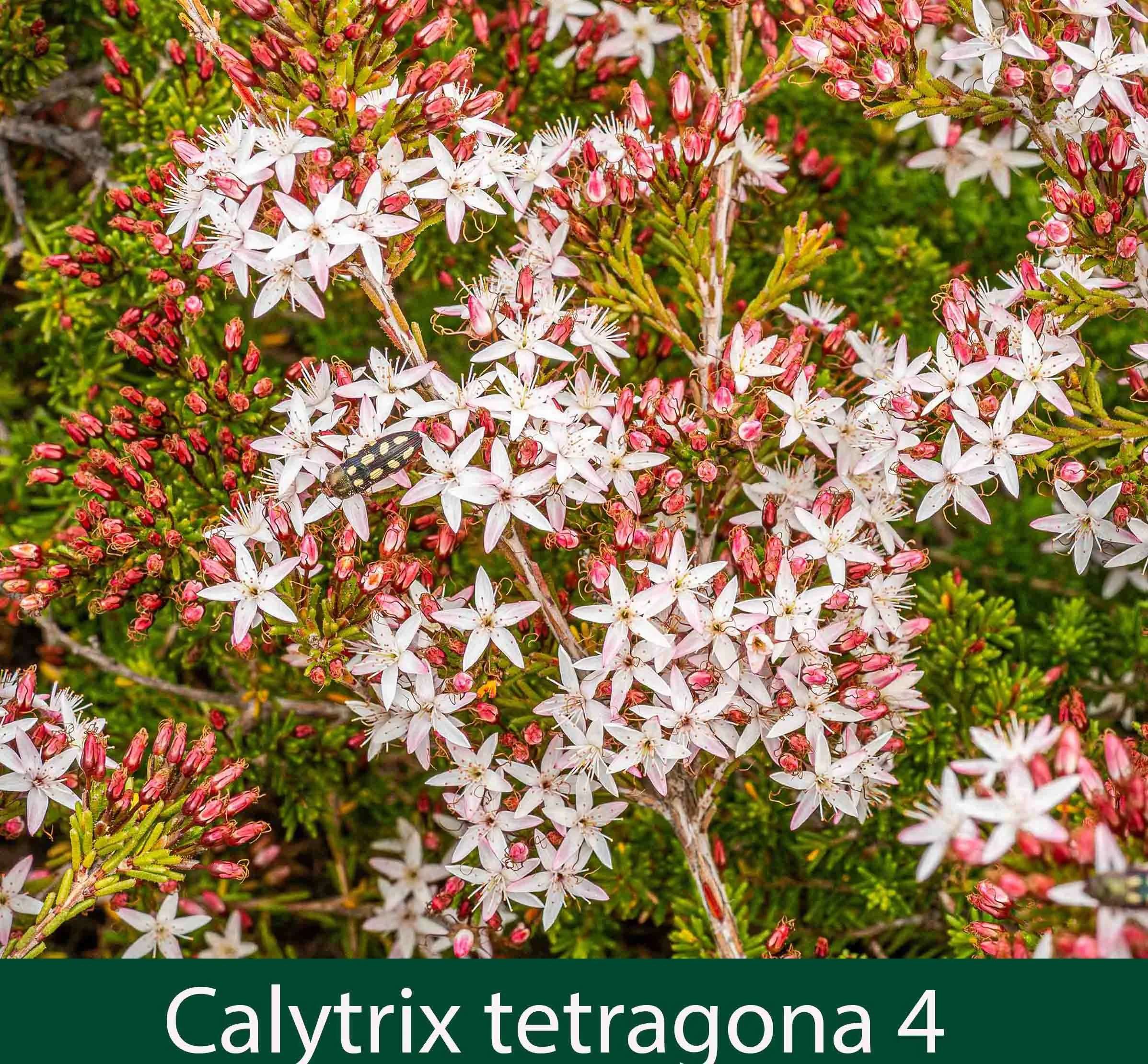 Calytrix tetragona 4.jpg