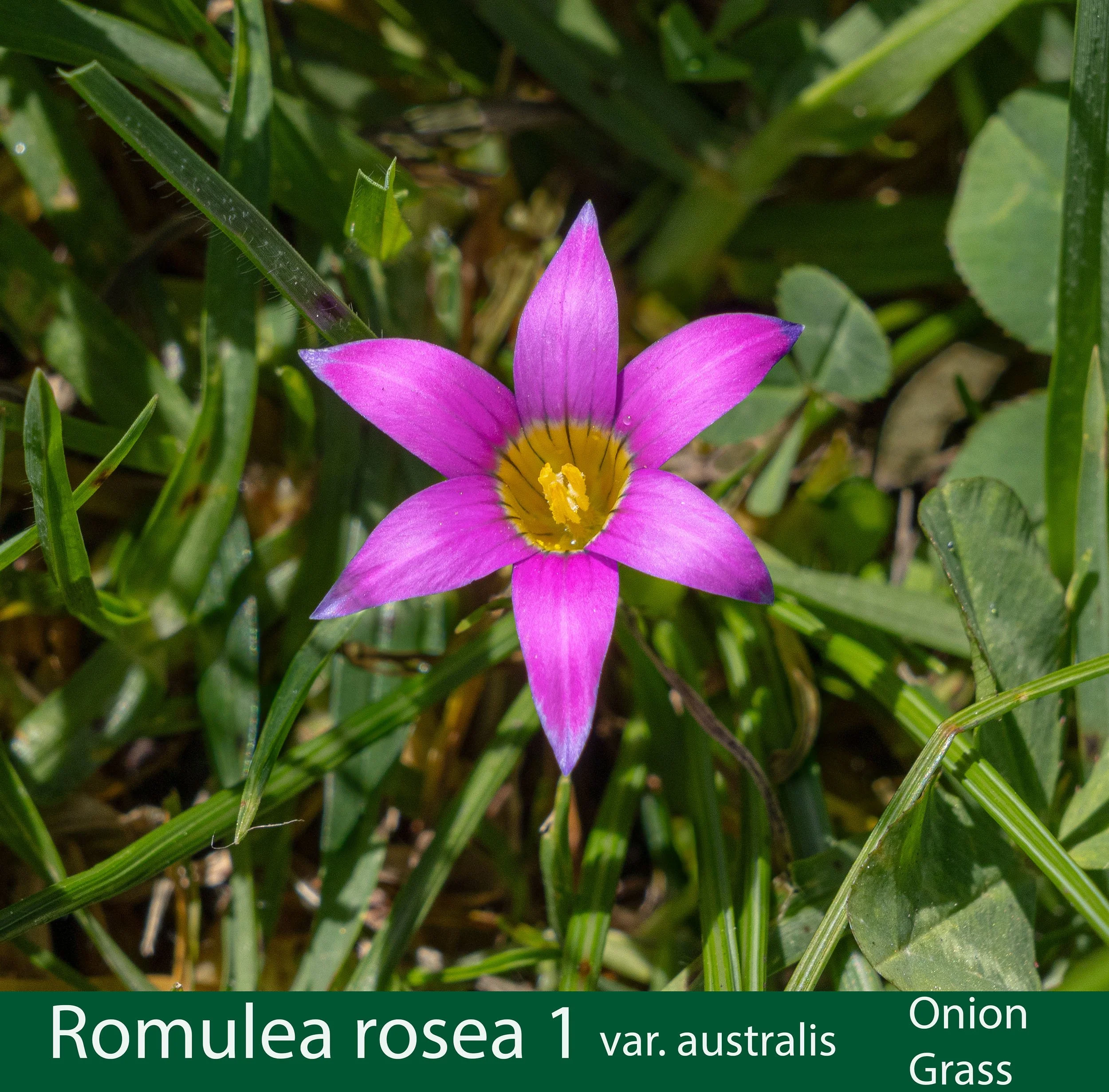 Romulea rosea var australis 1-Onion Grass-261A9017.jpg