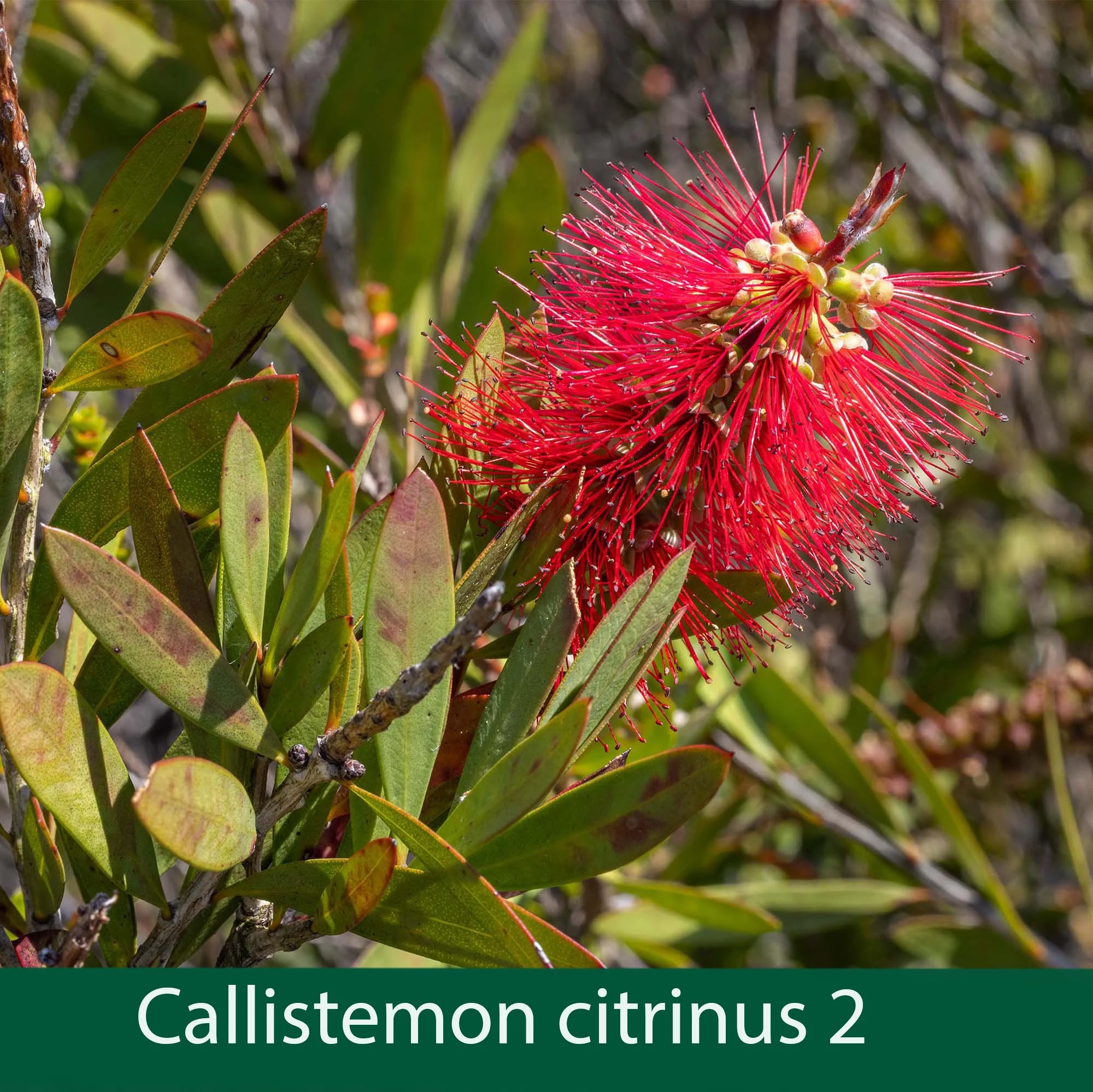 Callistemon citrinus 2_.jpg