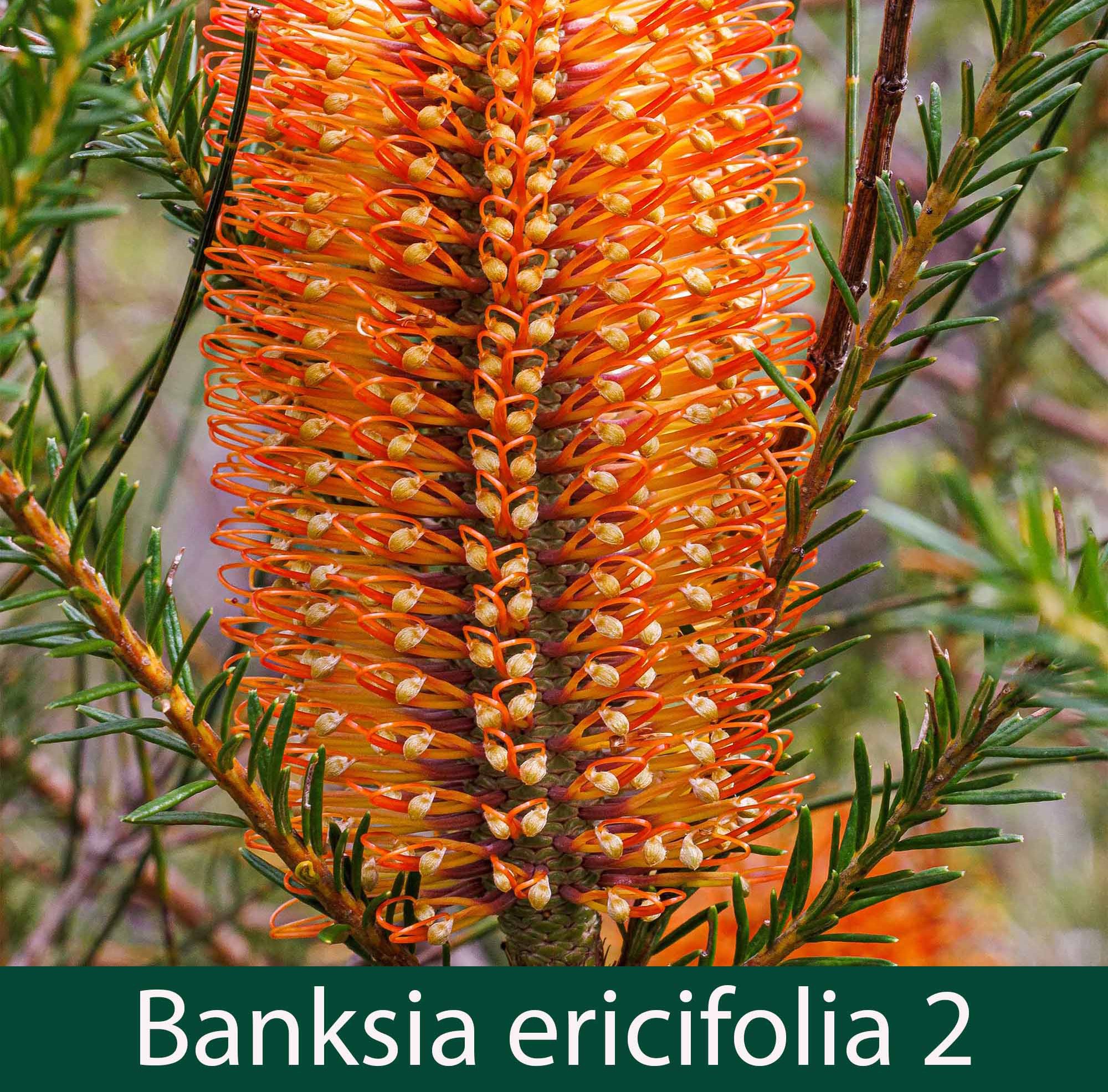 Banksia ericifolia 2   Heath Banksia.jpg