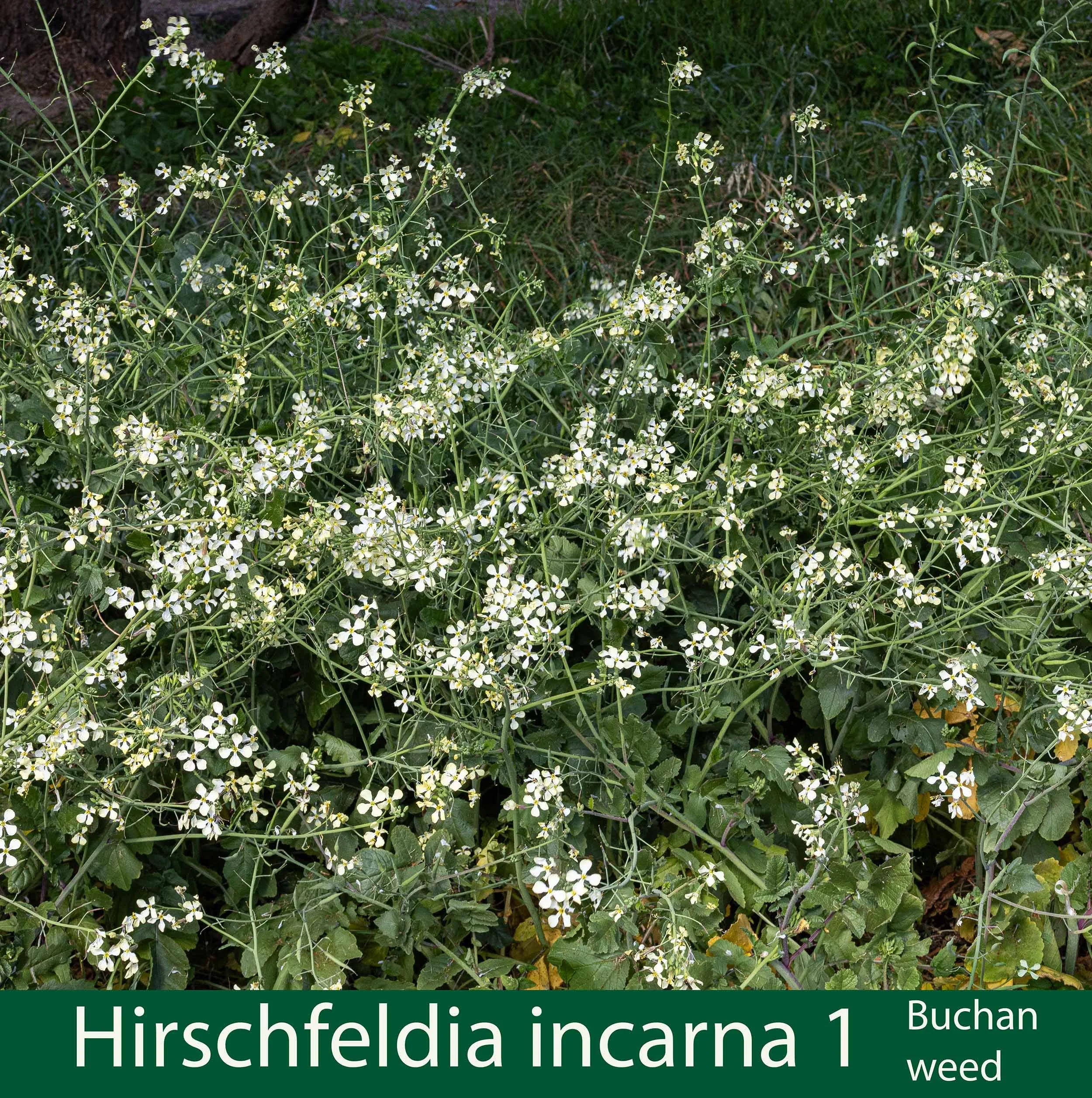Hirschfeldia incarna 1-Buchan Weed-261A1319.jpg