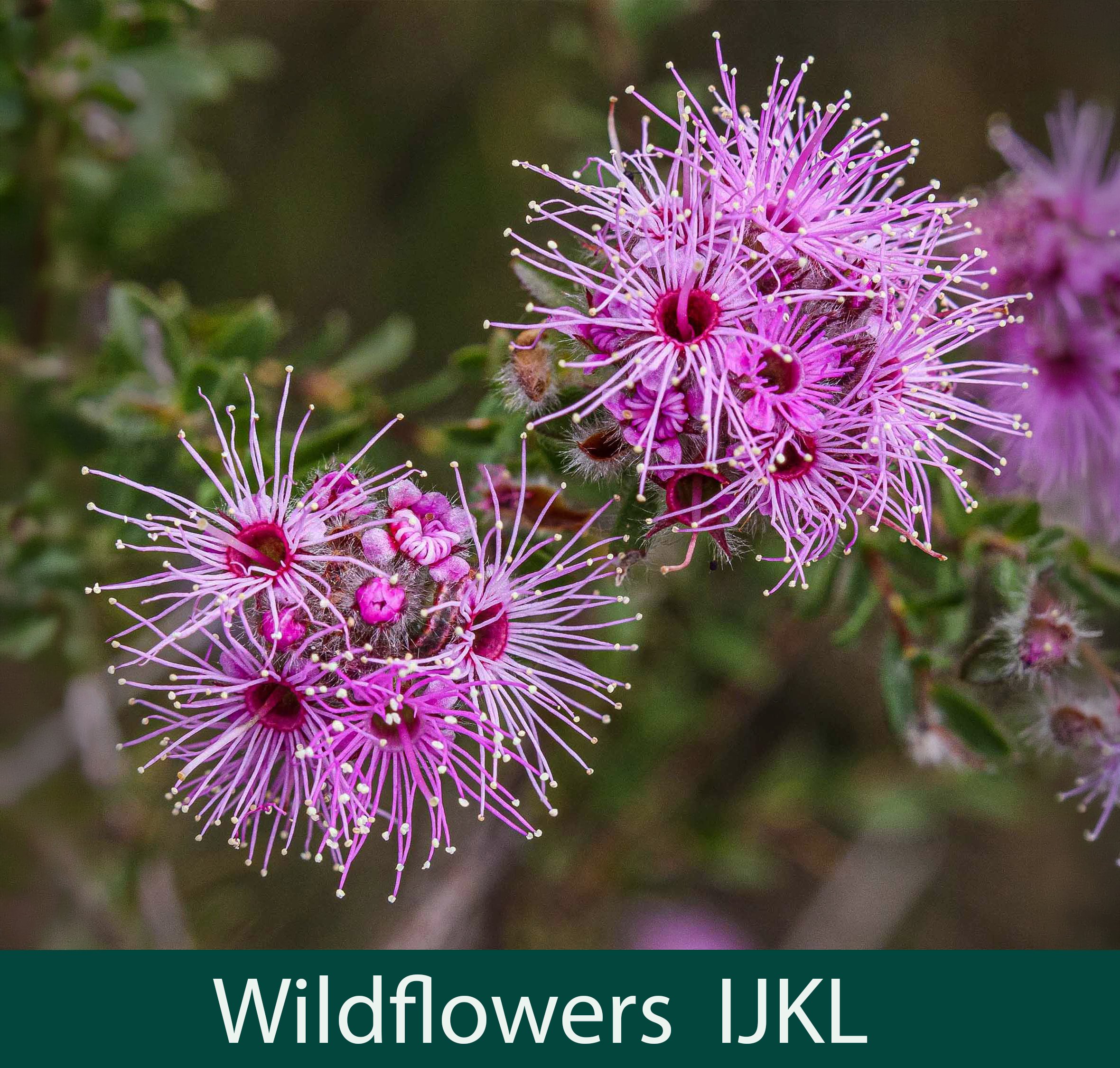 Wildflowers IJKL