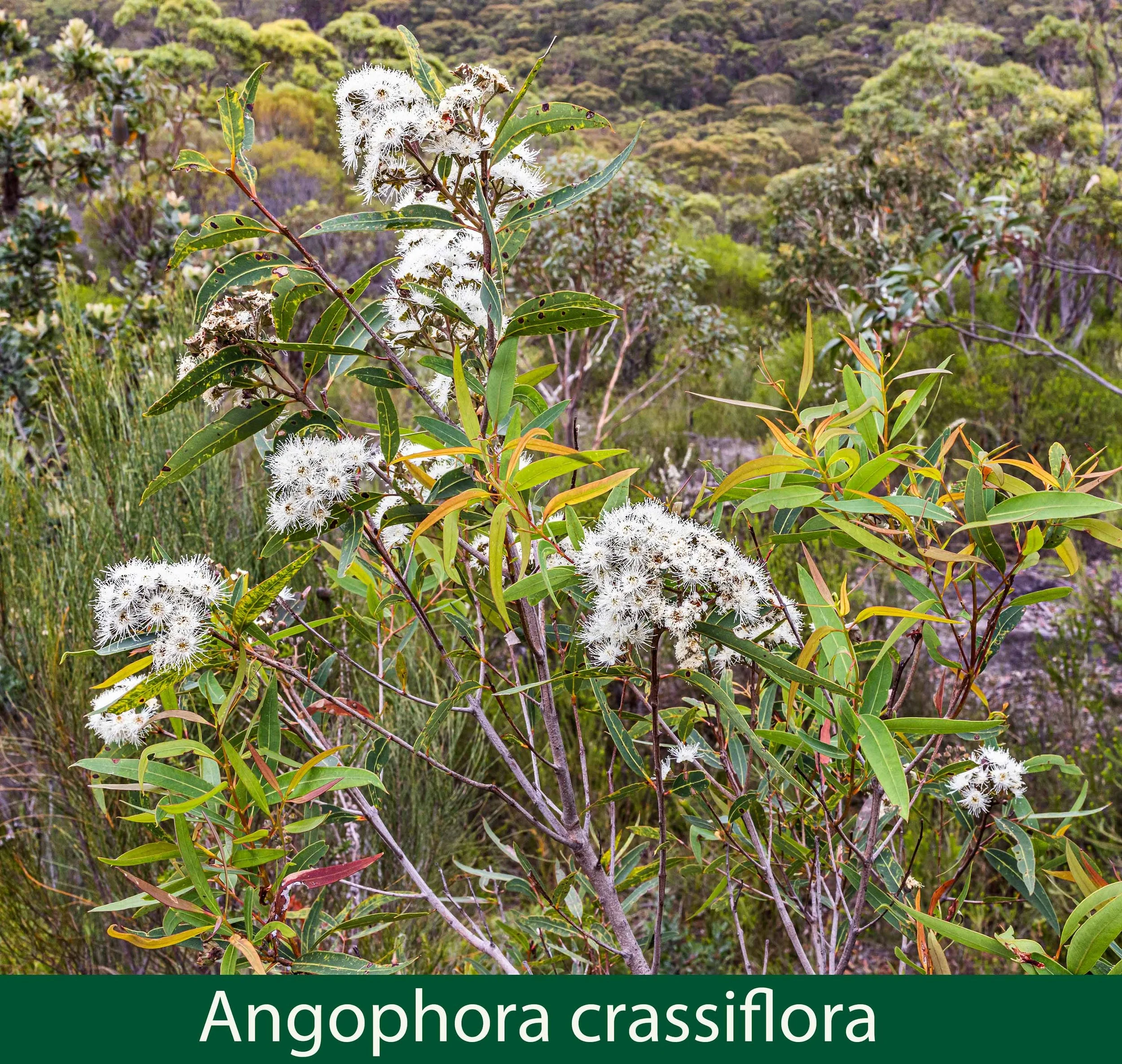 Angophora crassiflora_.jpg