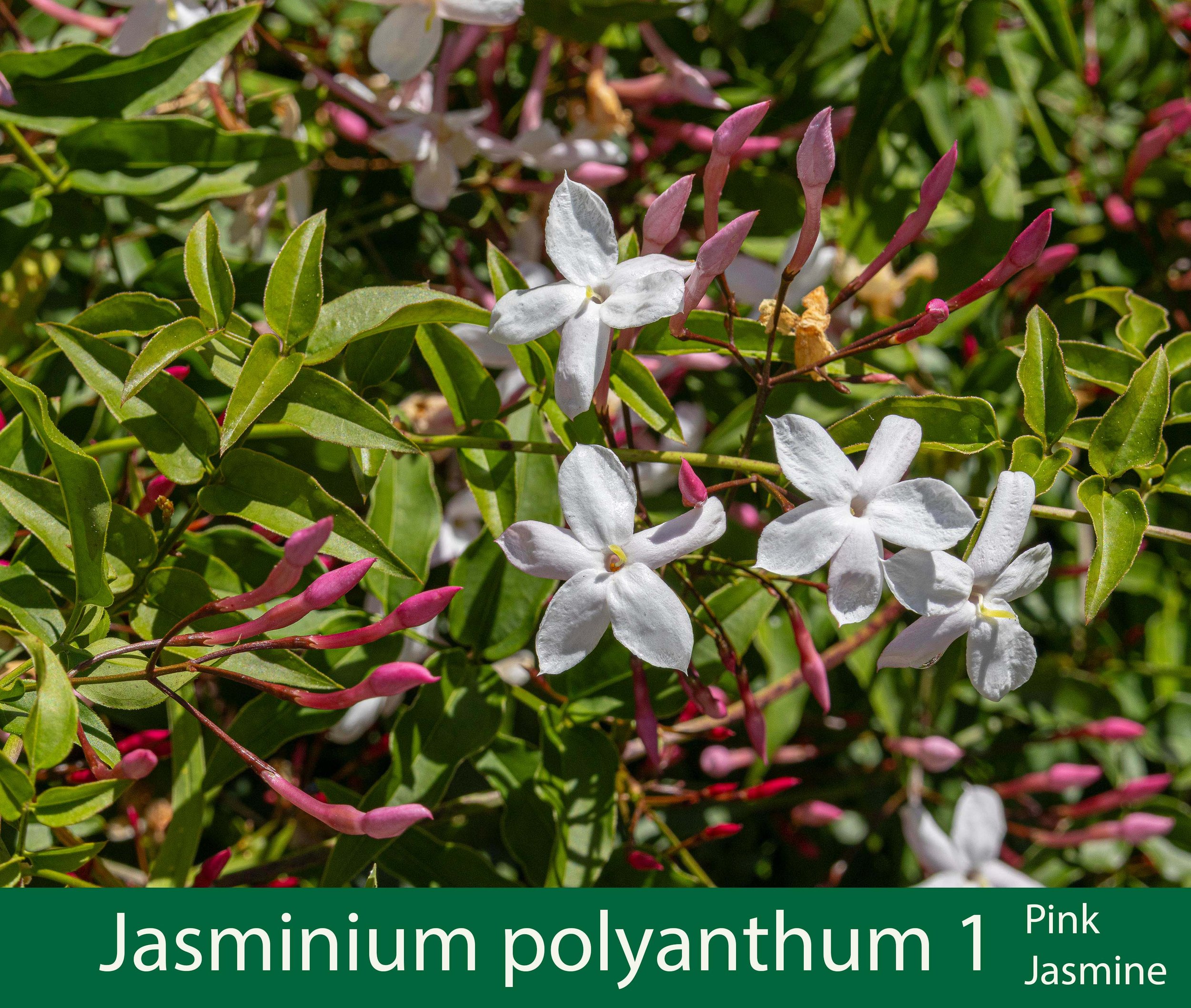 Jasminium polyanthum-1--Pink Jasmine-a-261A9045 copy.jpg
