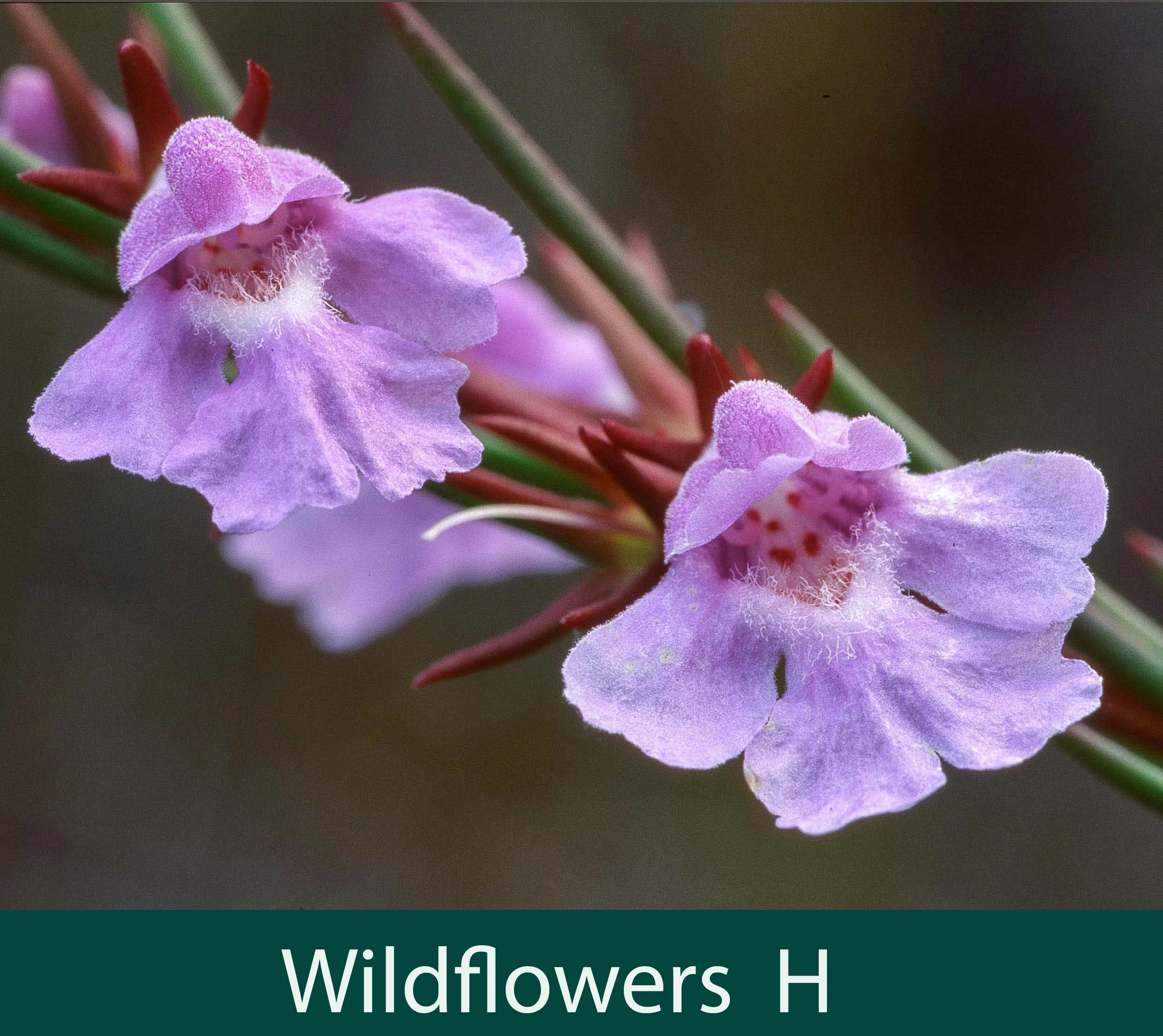 Wildflowers H