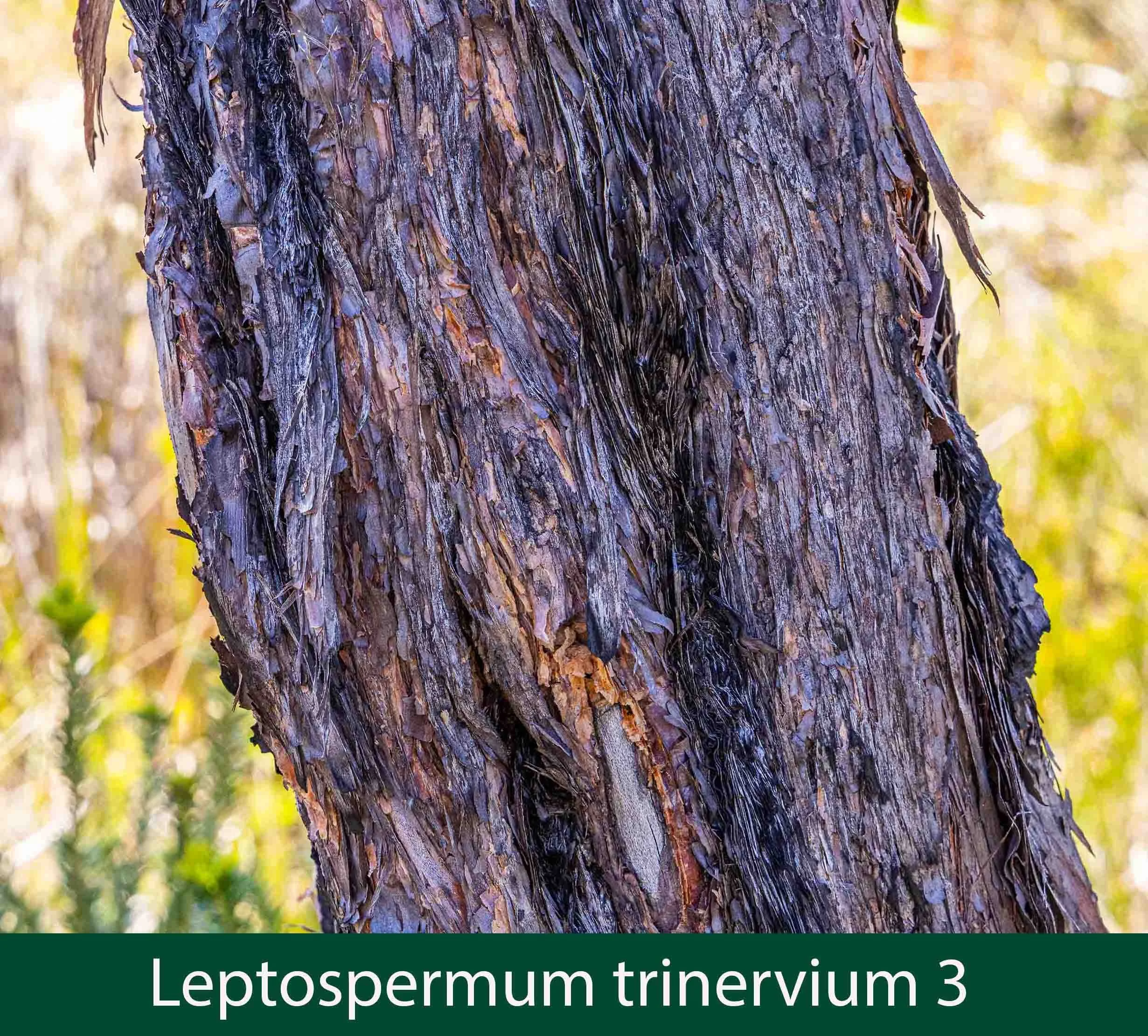 Leptospermum trinervium 3.jpg