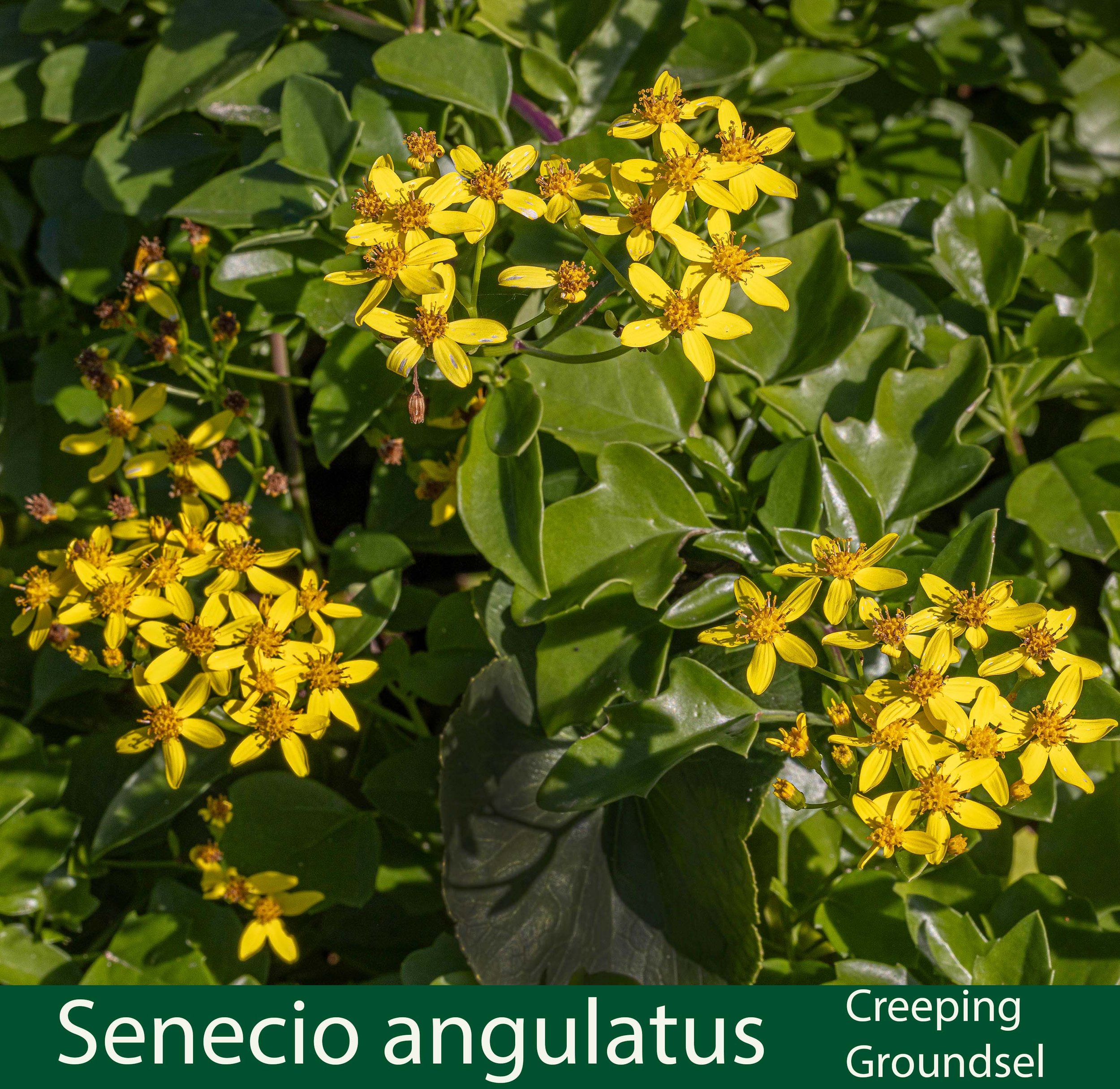 Senecio angulatus-a-Creeping Groundsel-.jpg