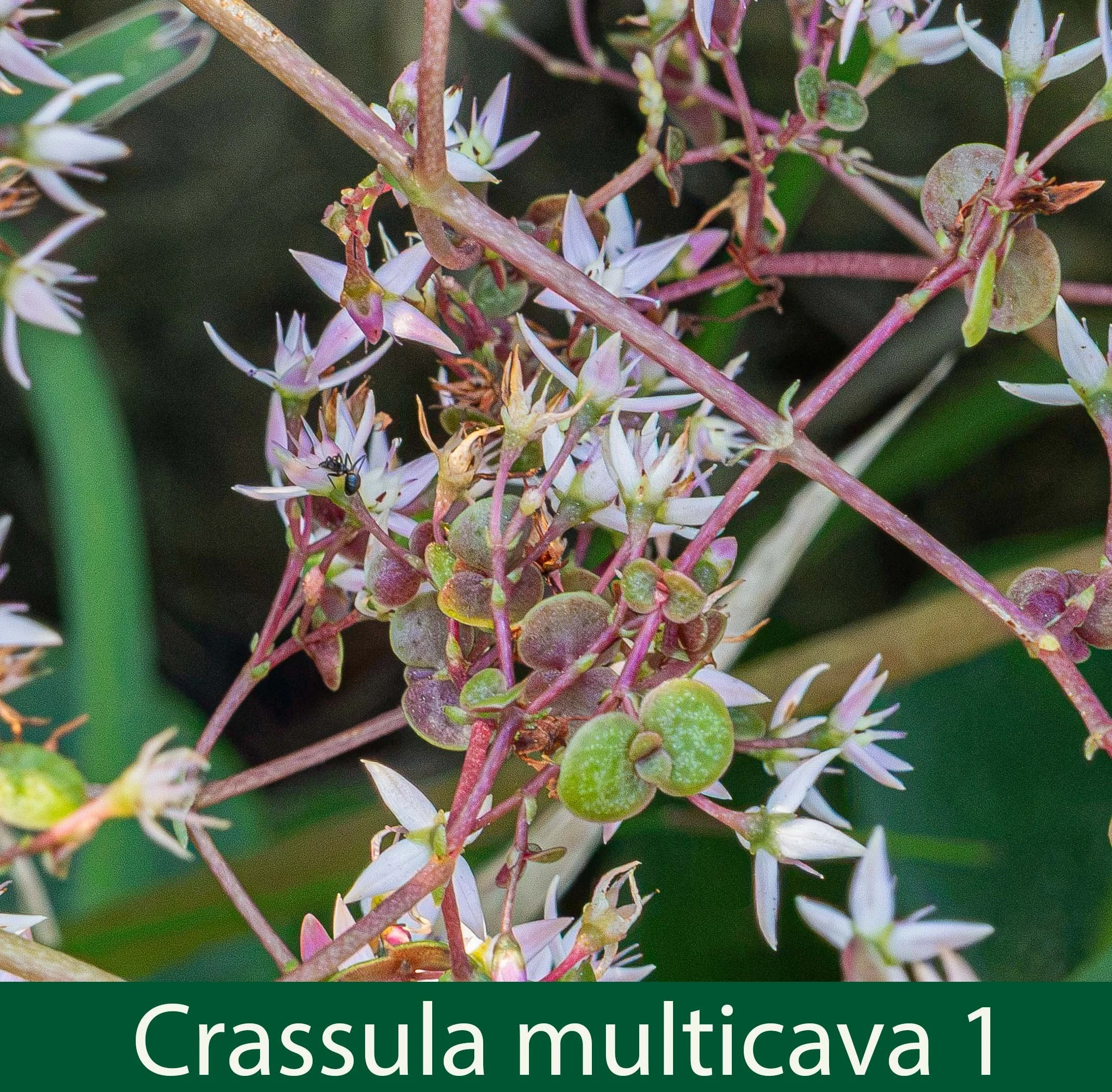 Crassula multicava 1- 261A0316.jpg