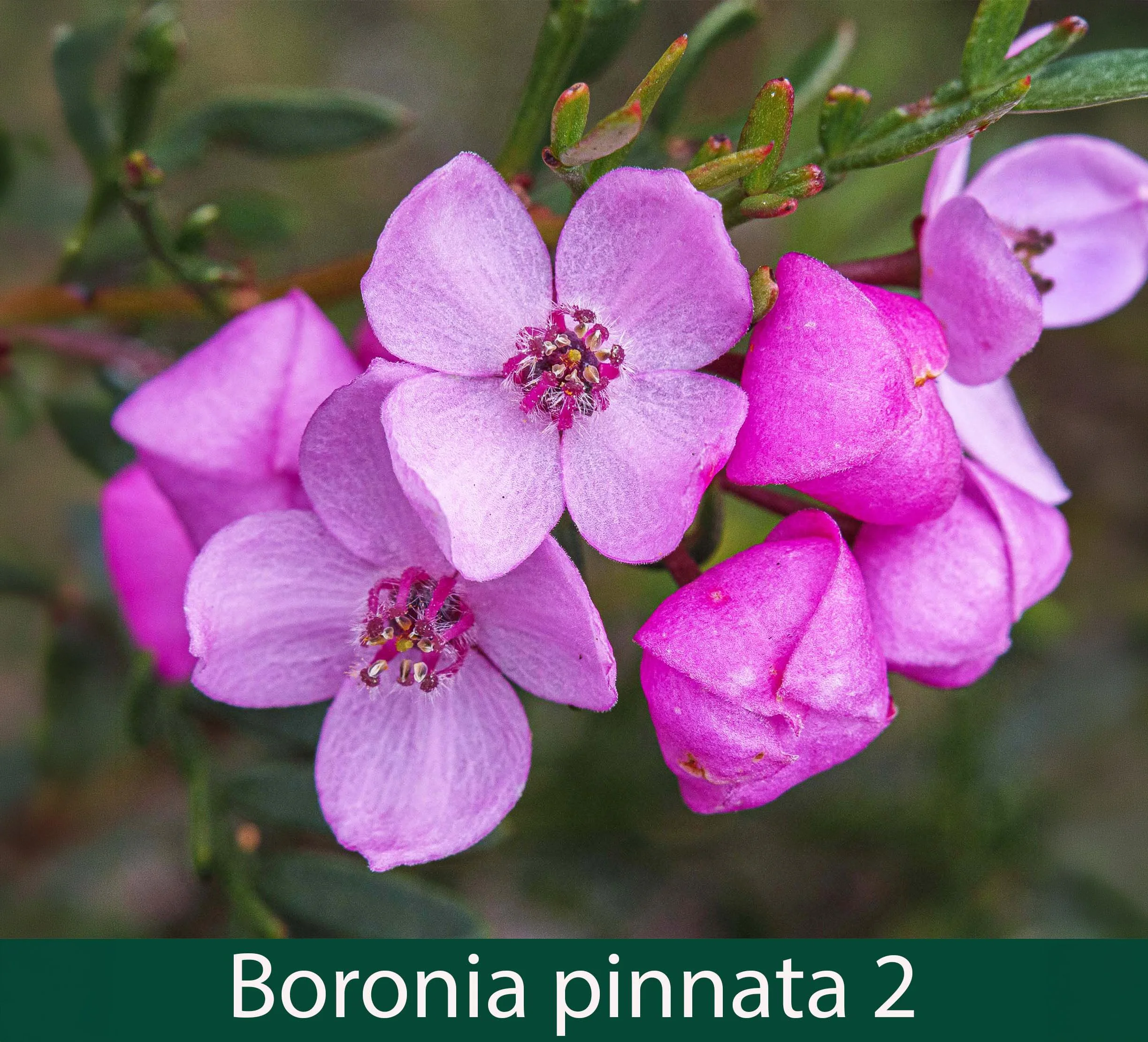 Boronia pinnata 2_.jpg