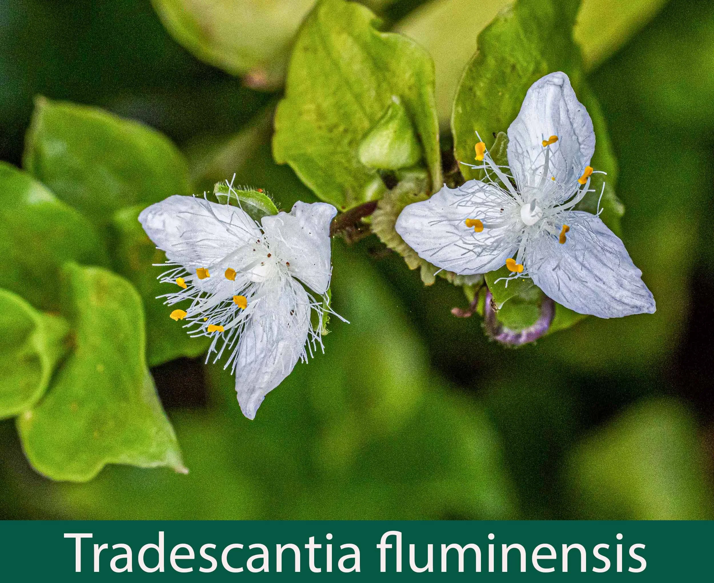 Tradescantia fluminensis 2_.jpg