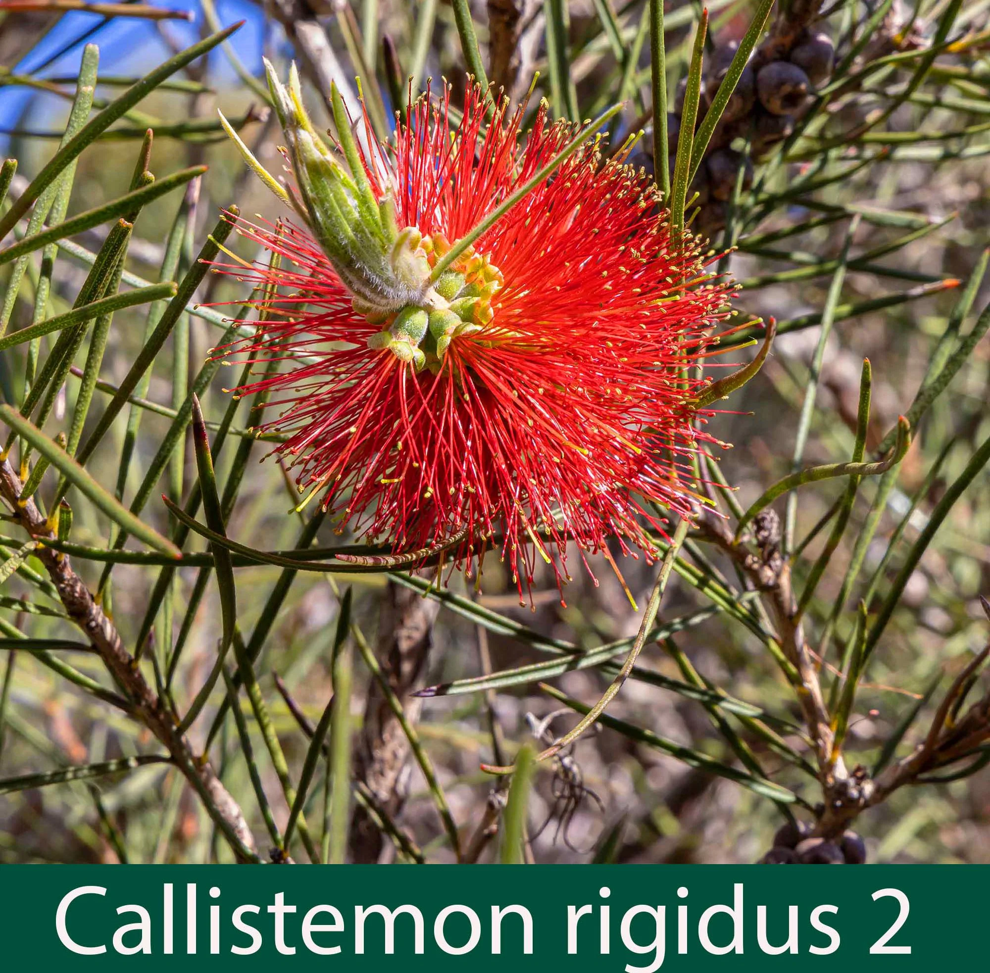 Callistemon rigidus 2_.jpg