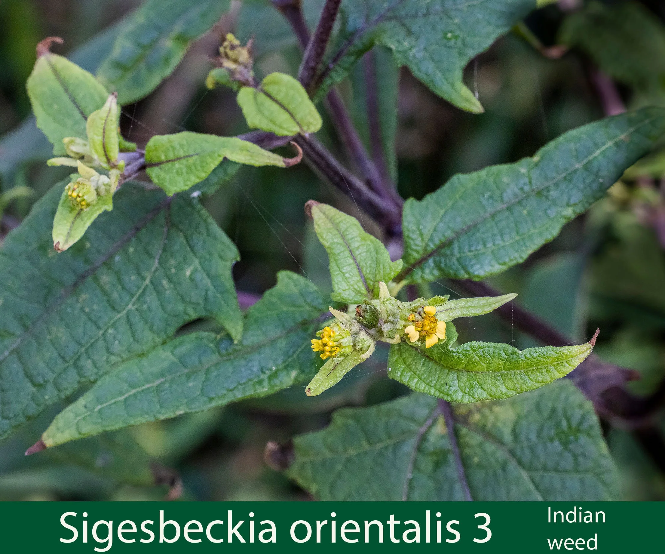 Sigesbeckia orientalis 3  Indian weed-.jpg