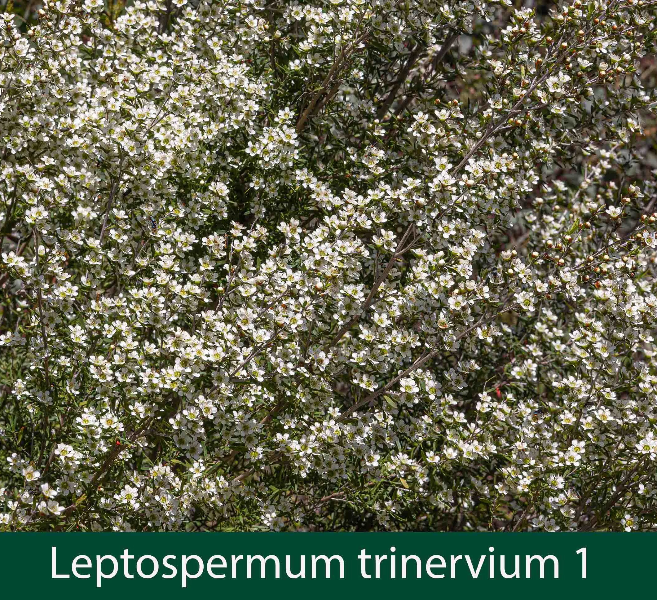 Leptospermum trinervium 1.jpg