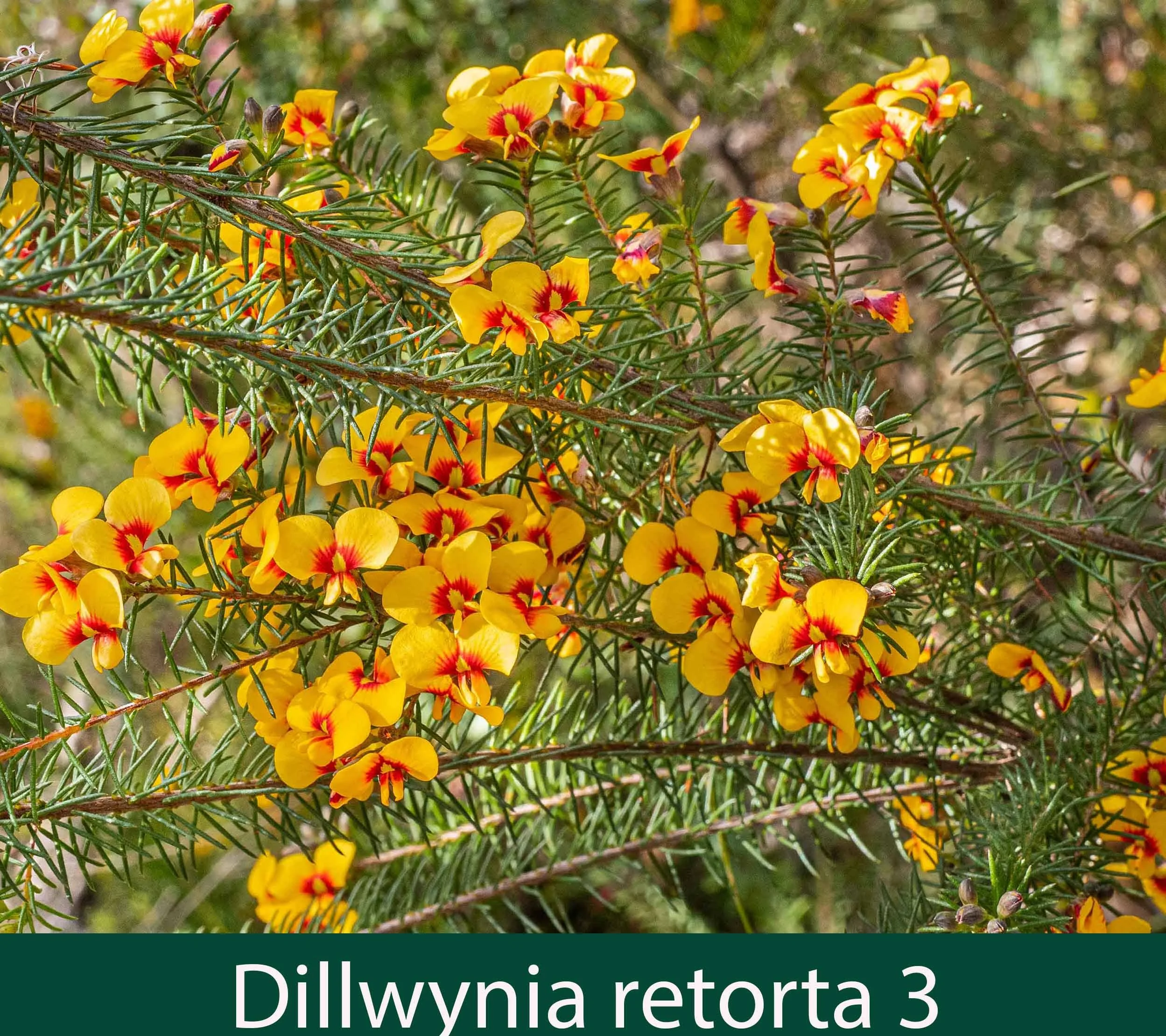 Dillwynia retorta 3_.jpg