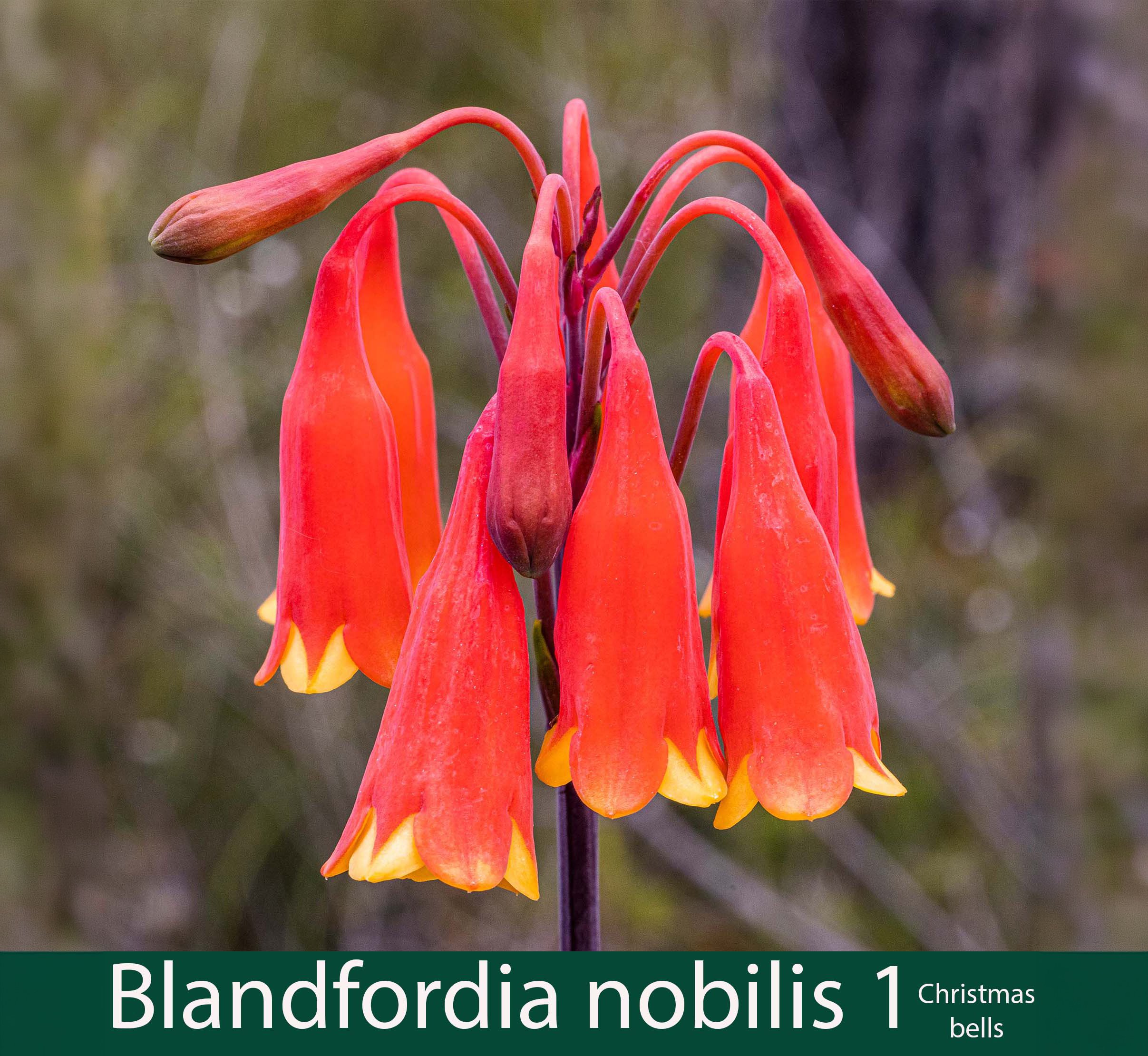 Blandfordia nobilis 1_.jpg