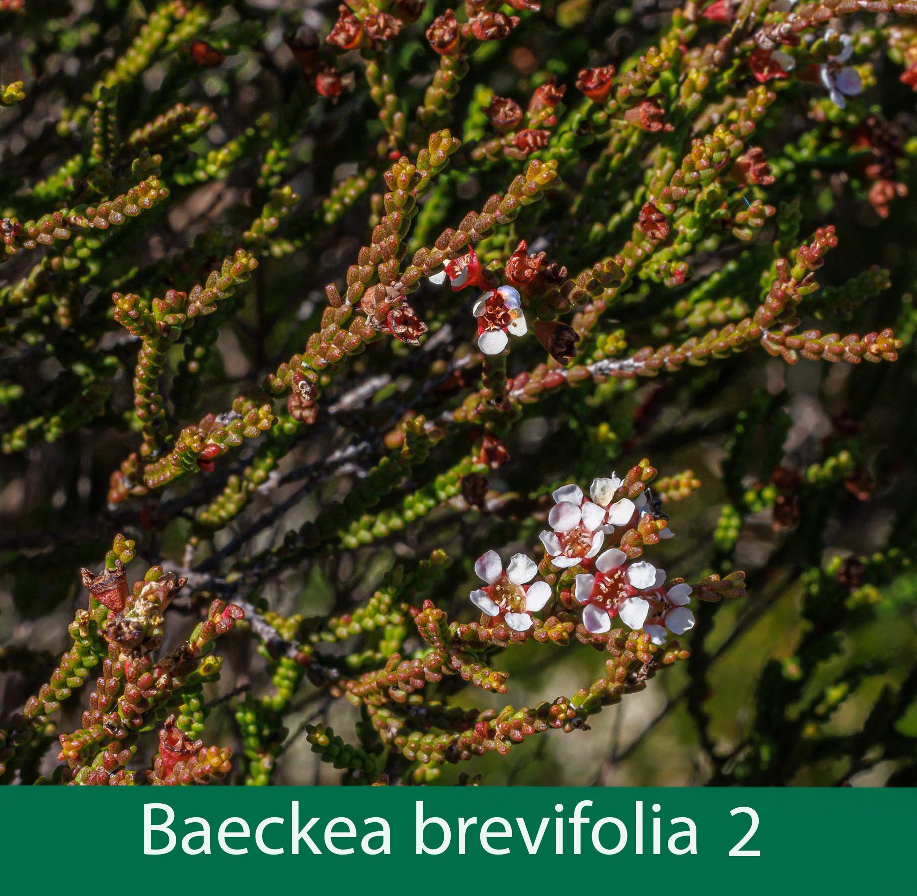 Baeckea brevifolia 2.jpg