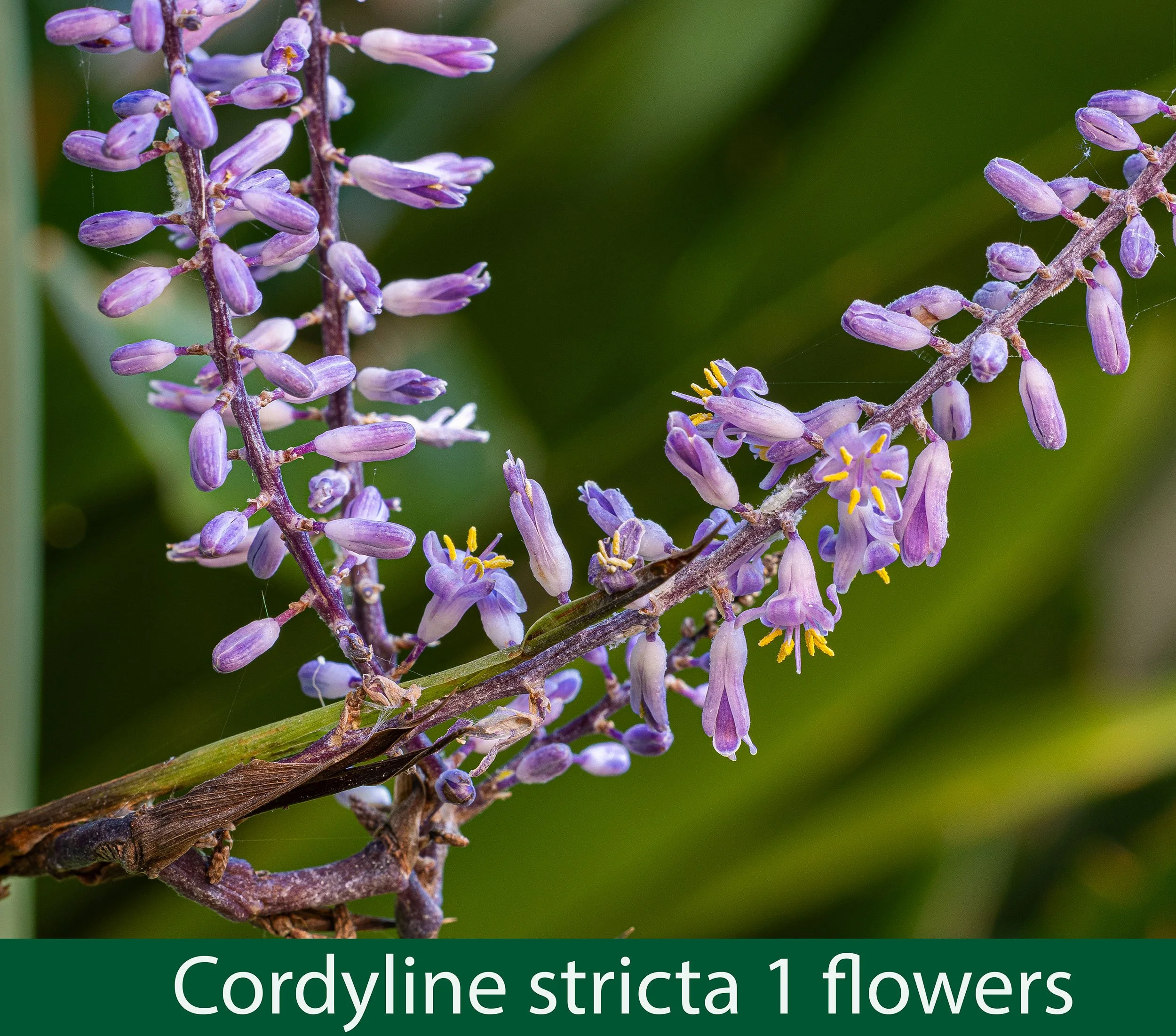 Cordyline stricta 1 Flowers.jpg