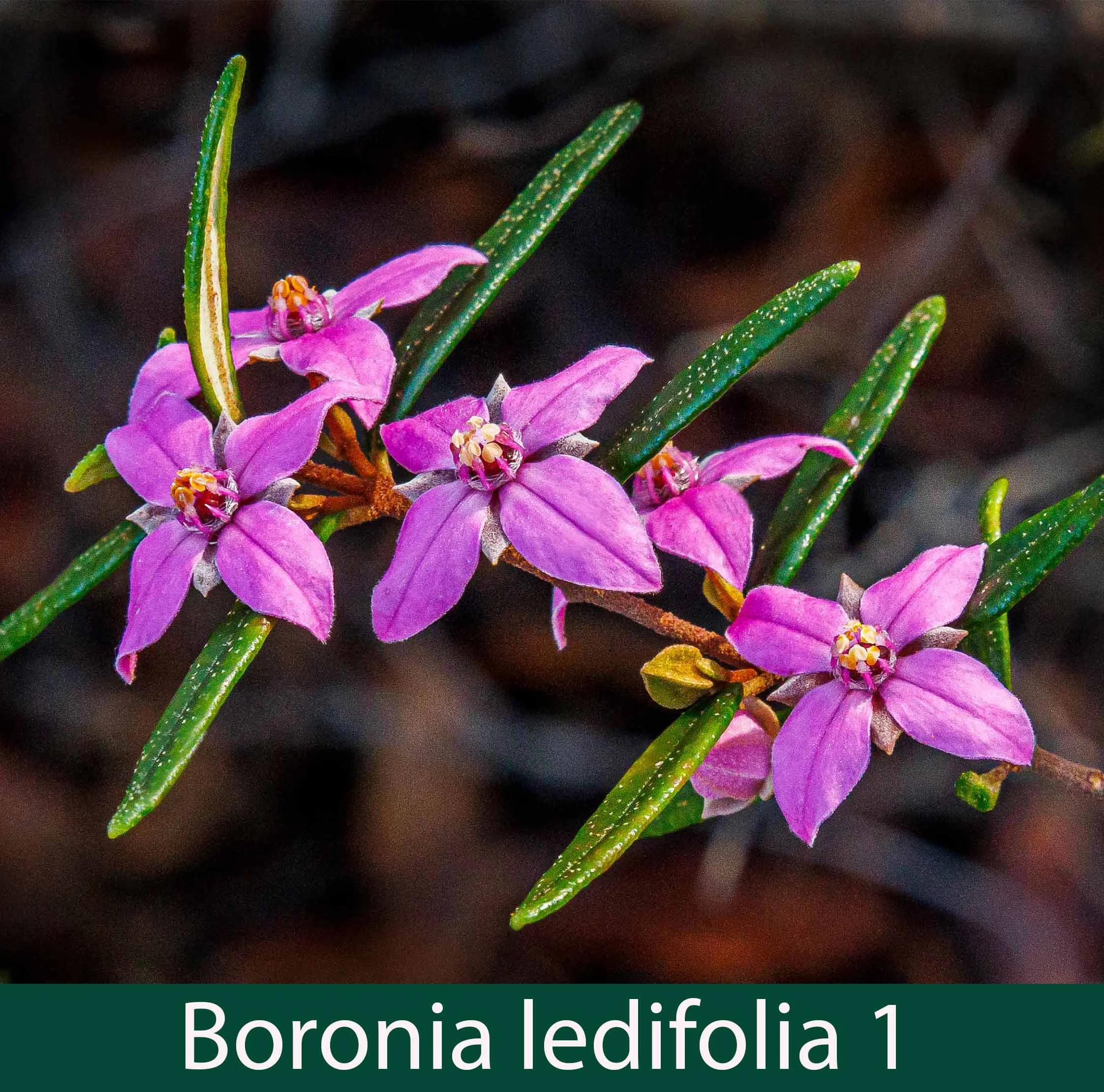 Boronia ledifolia 1_.jpg