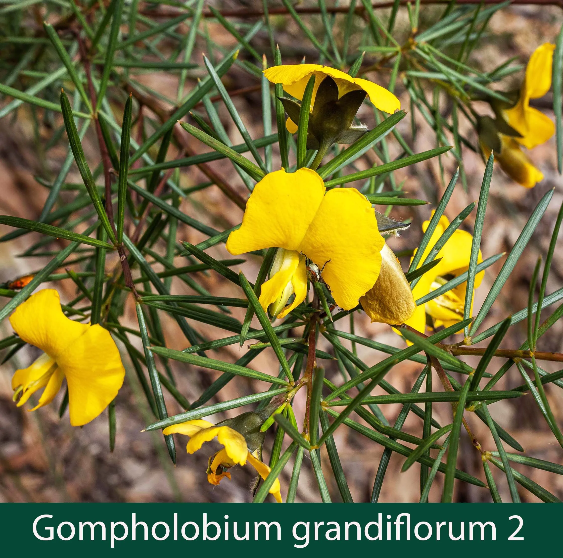 Gompholobium grandiflorum 2_.jpg