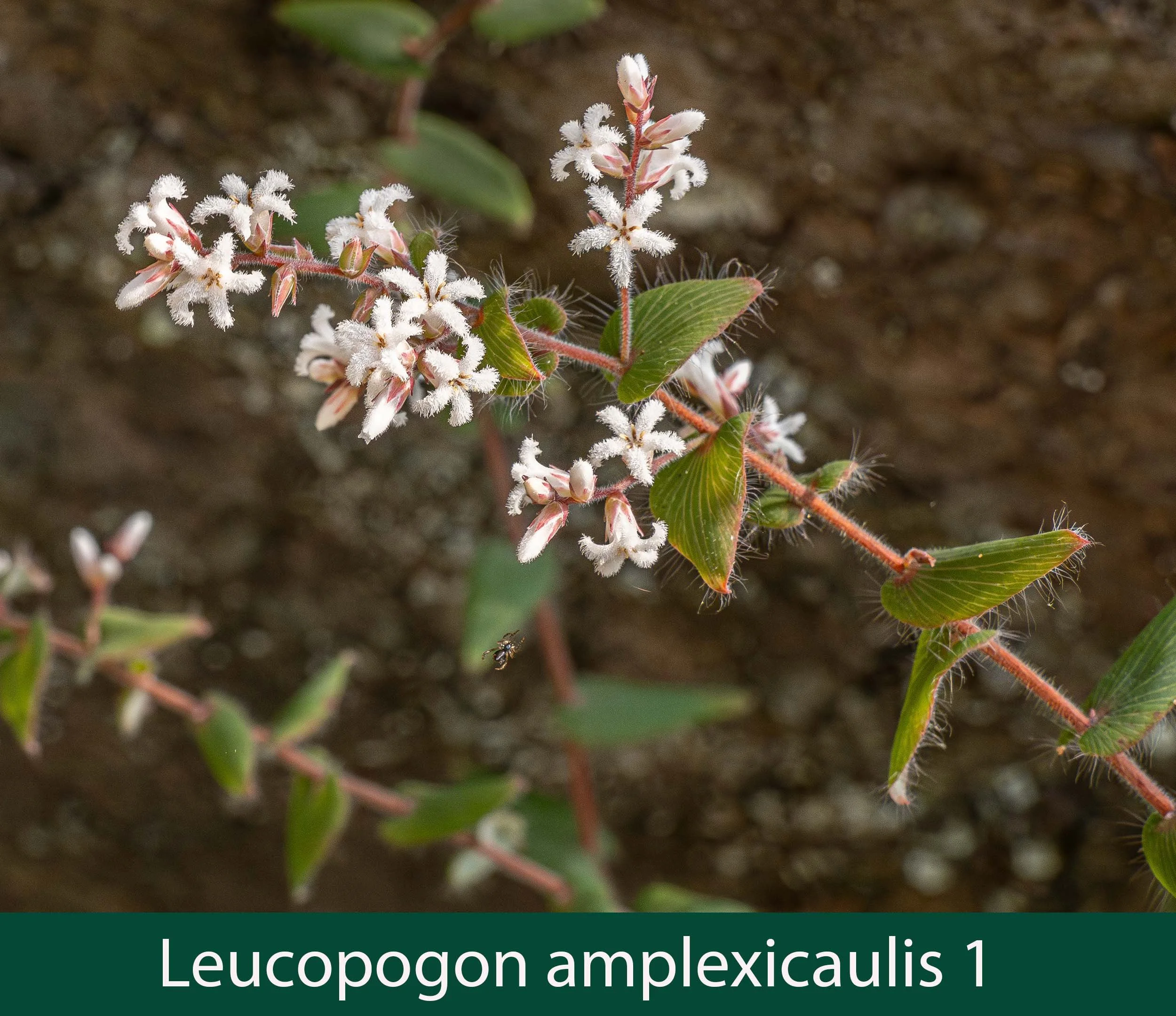 Leucopogon amplexicaulis 1.jpg