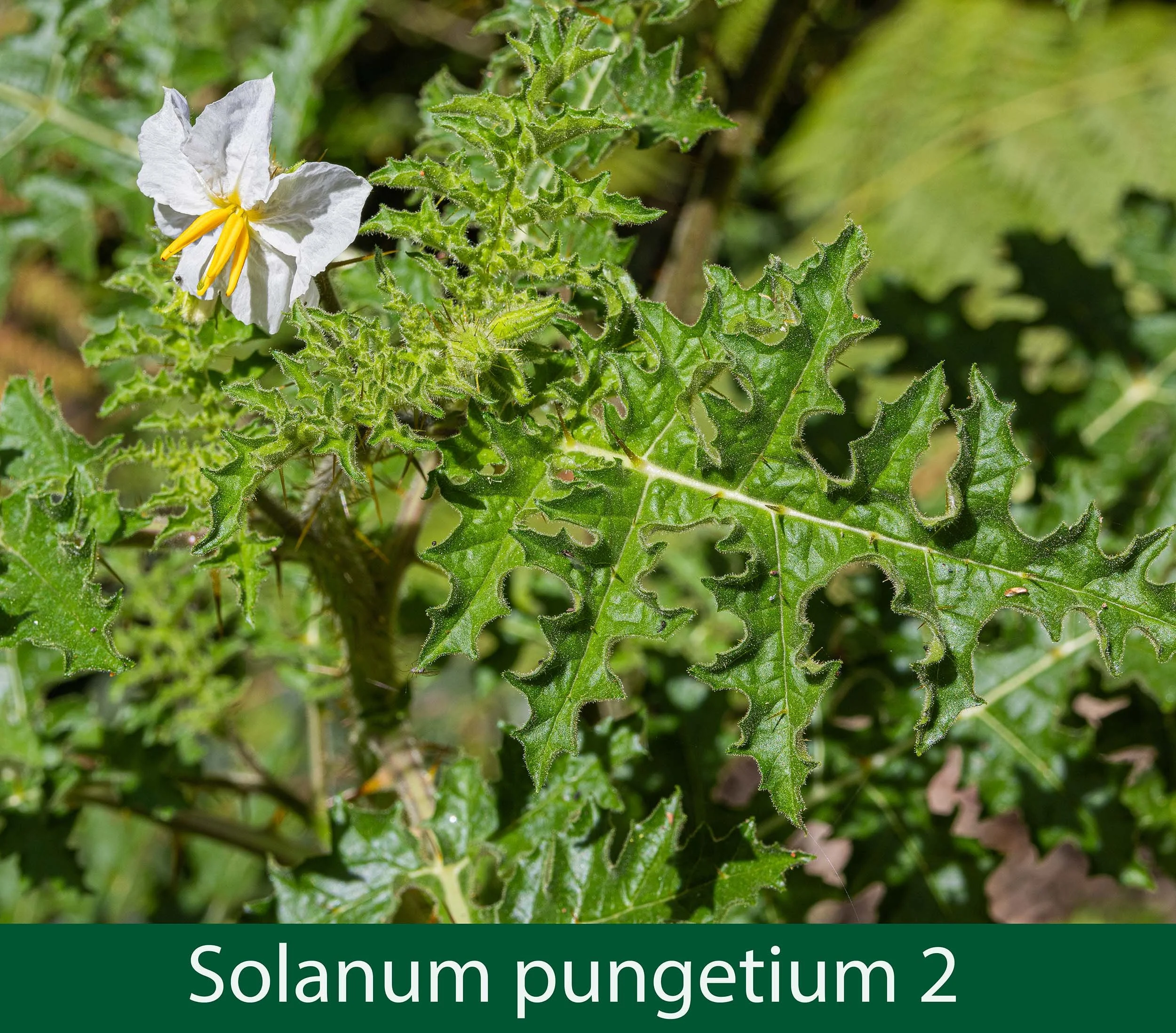 Solanum pungetium 2-261A0663.jpg