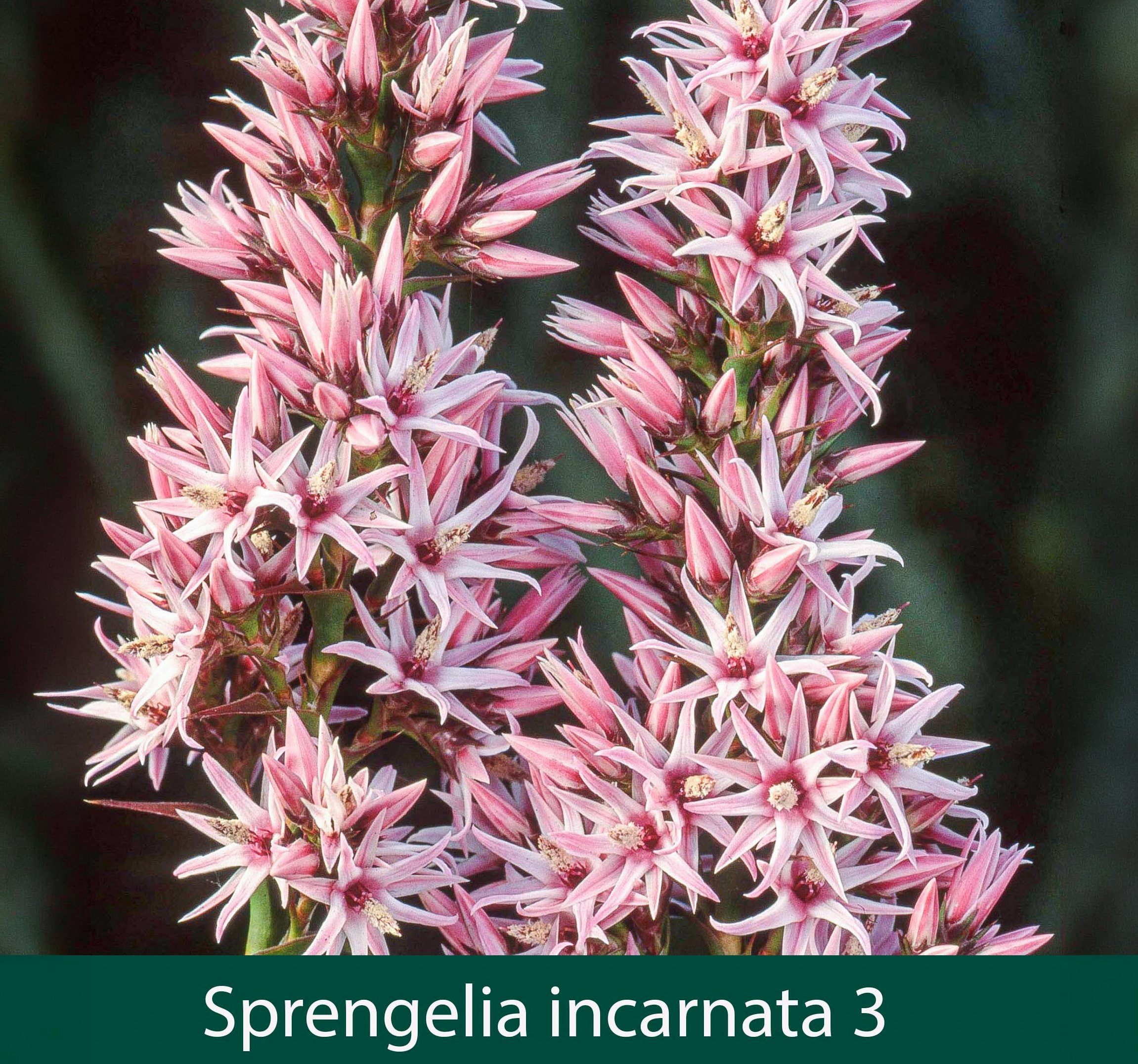 Sprengelia incarnata 3   Pink Swamp Heath.jpg