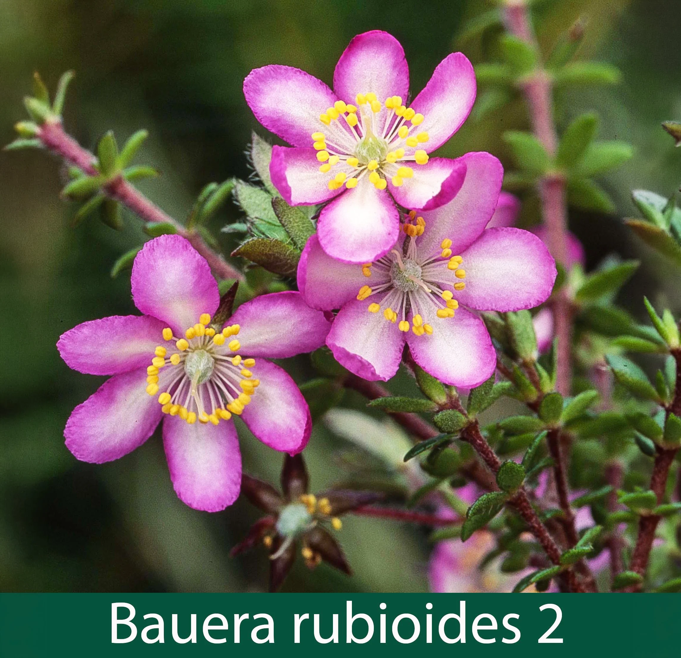 Bauera rubioides 2_.jpg