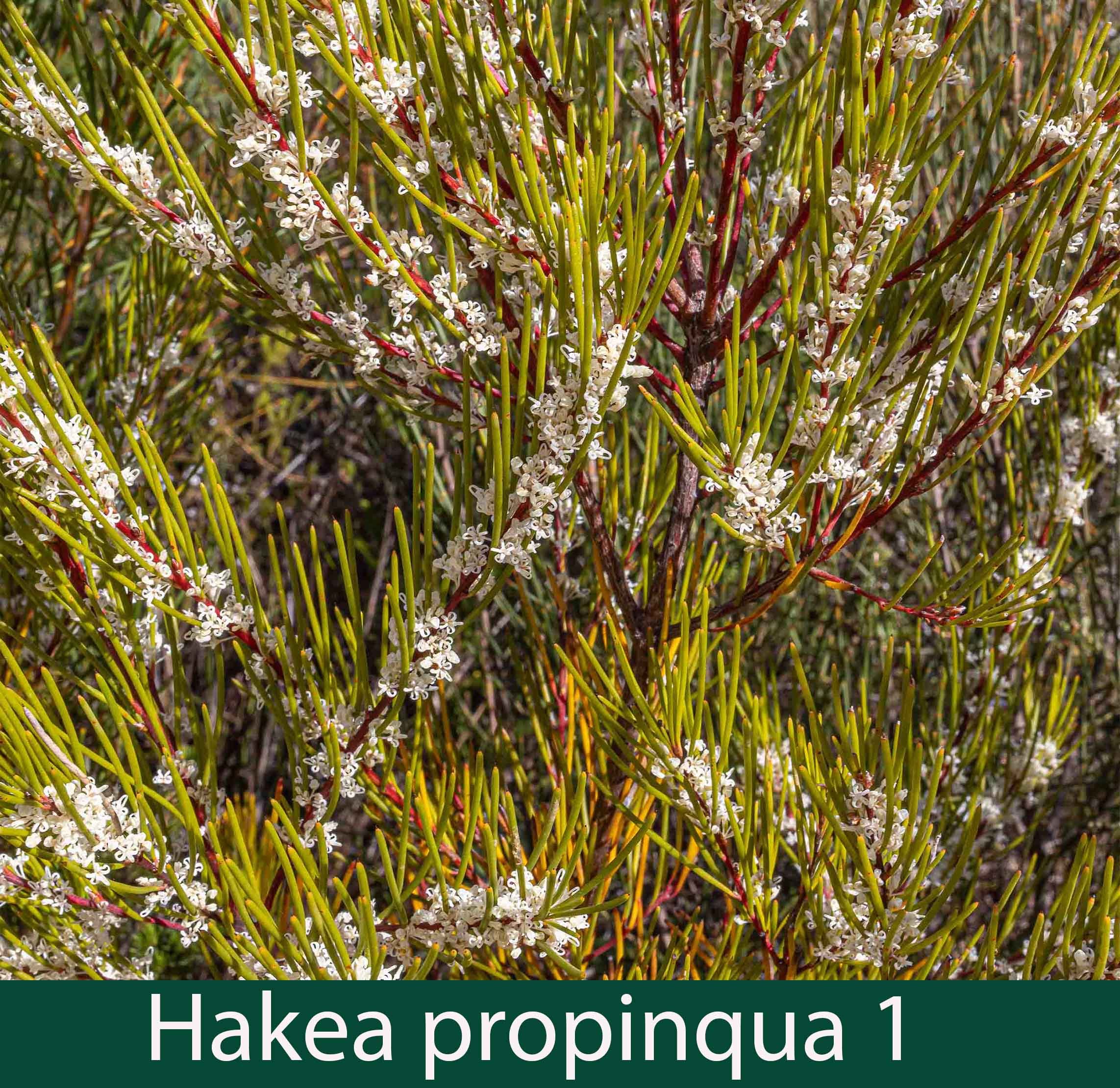hakea propinqua 1_.jpg