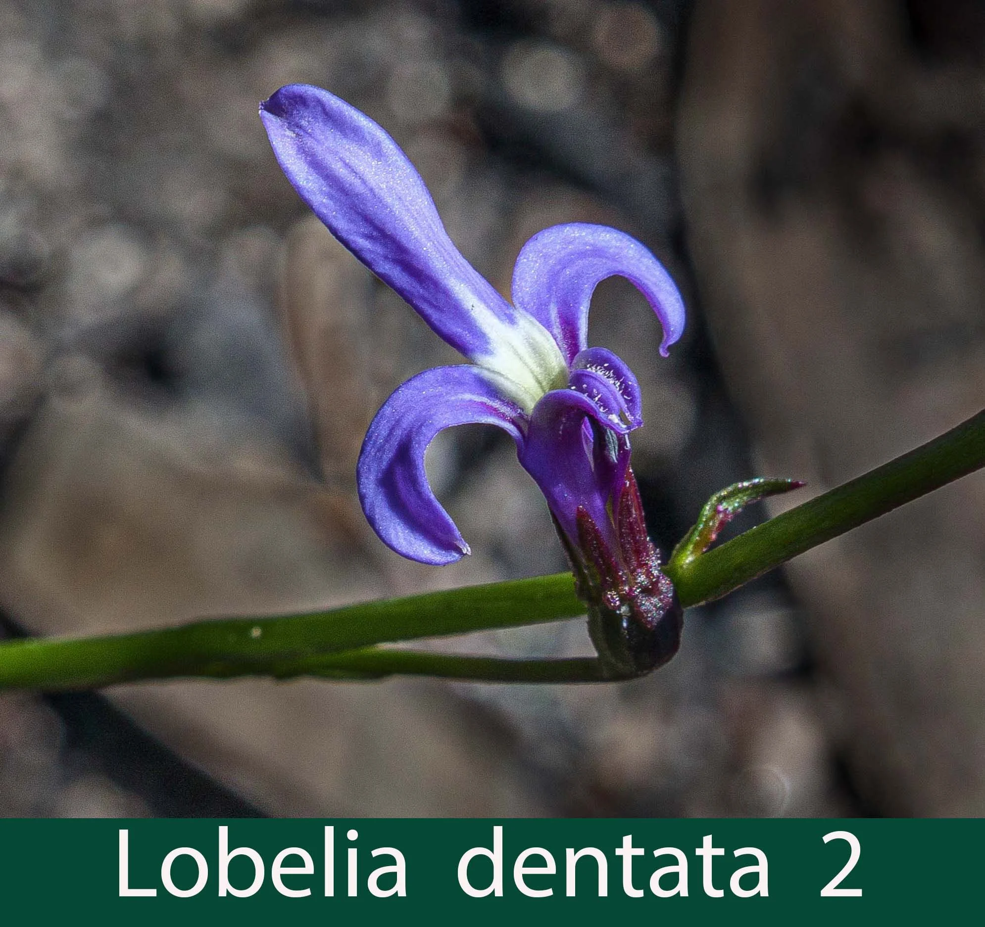 Lobelia dentata 2_.jpg