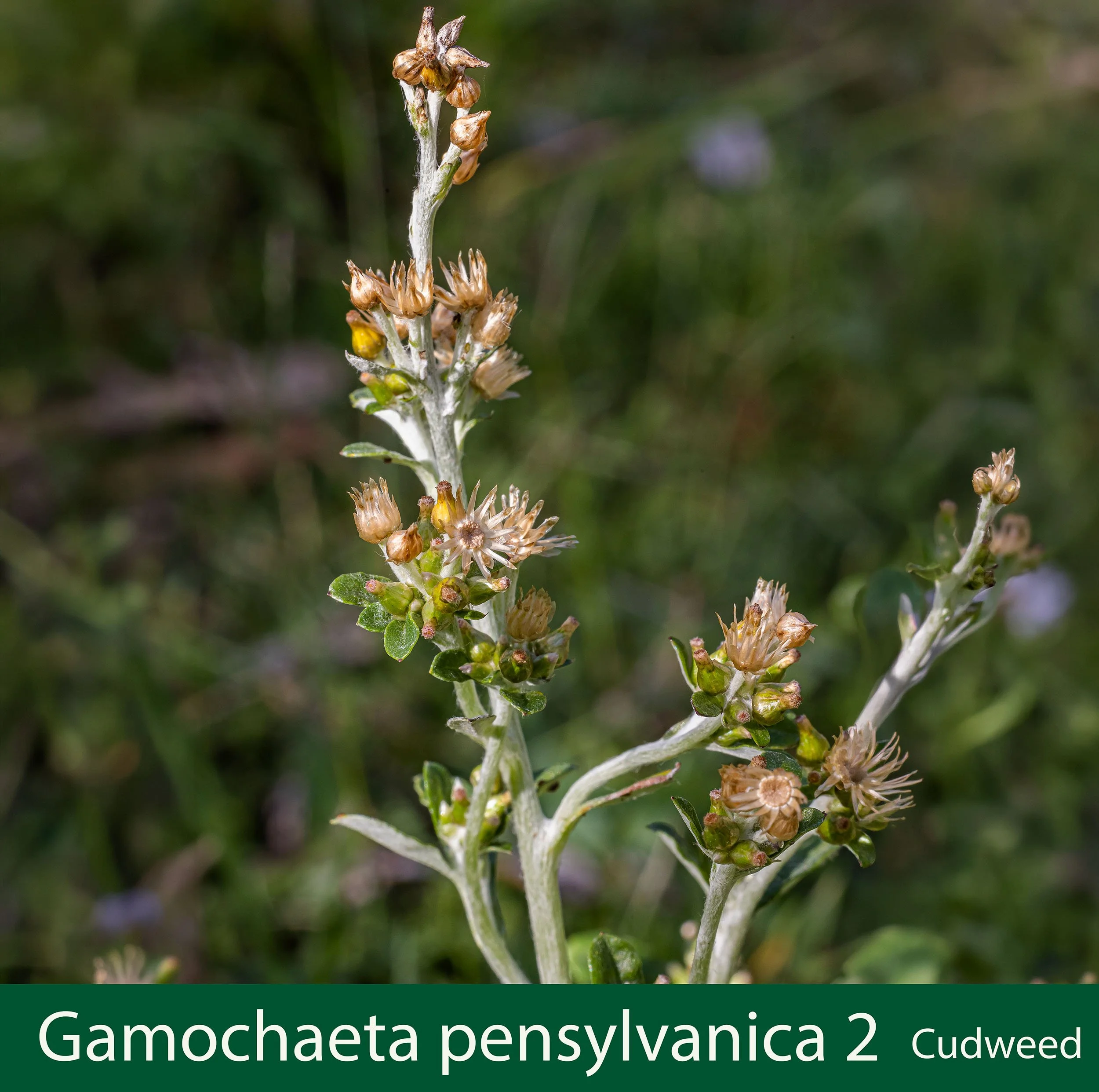 Gamochaeta pensylvanica 2  Cudweed ----.jpg