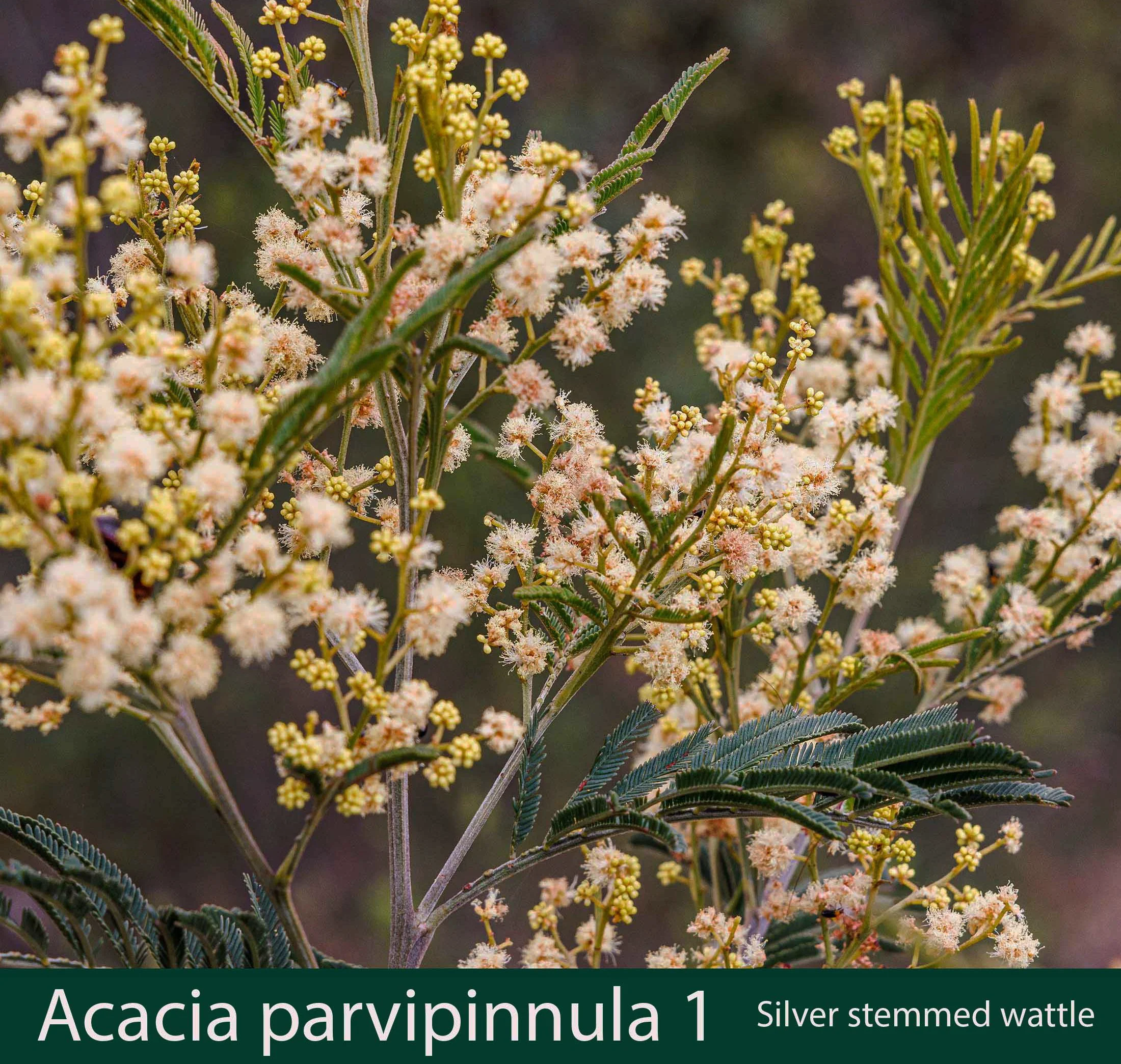 Acacia parvipinnula 1 Silver stemmed Wattle.jpg