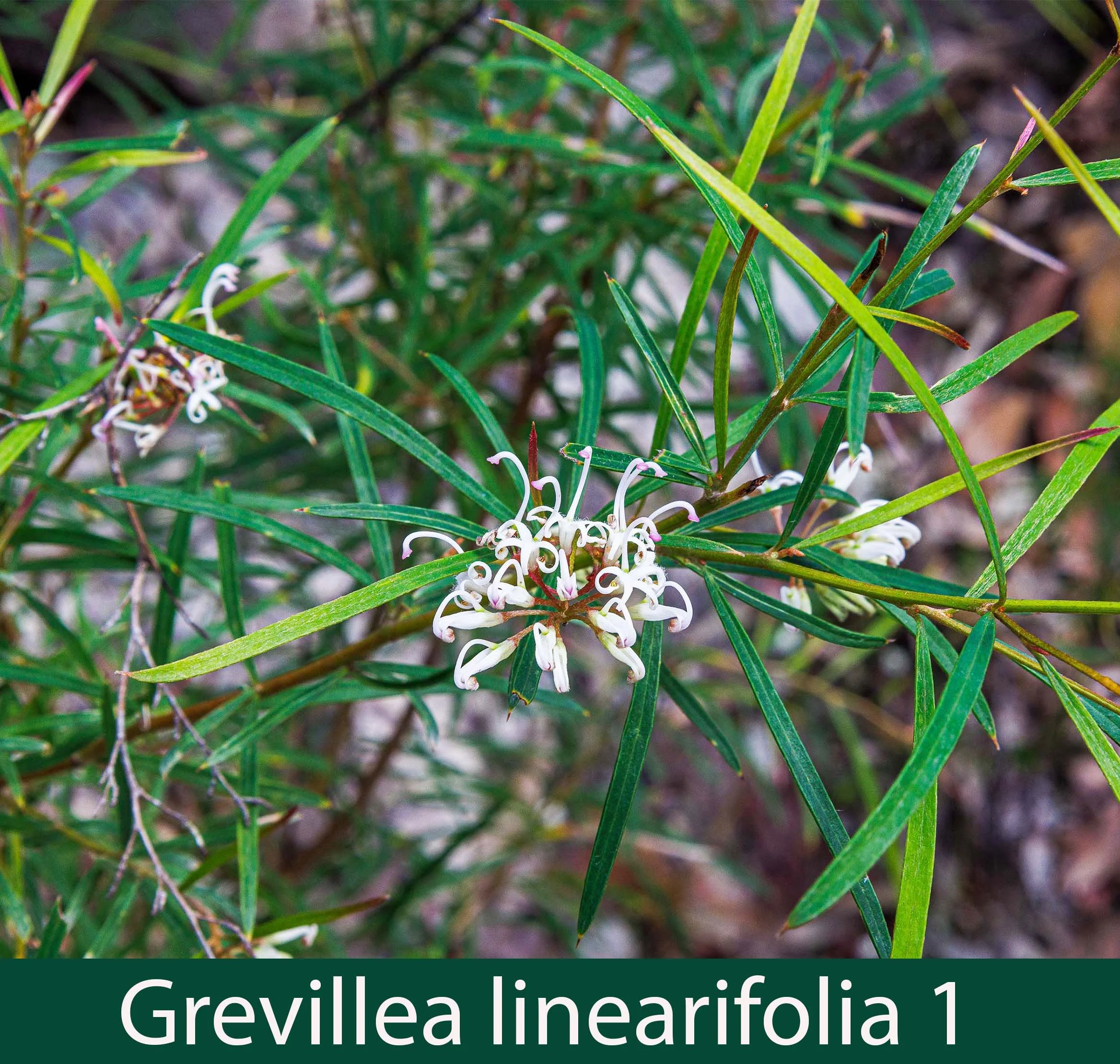 Grevillea linearifolia 1_.jpg