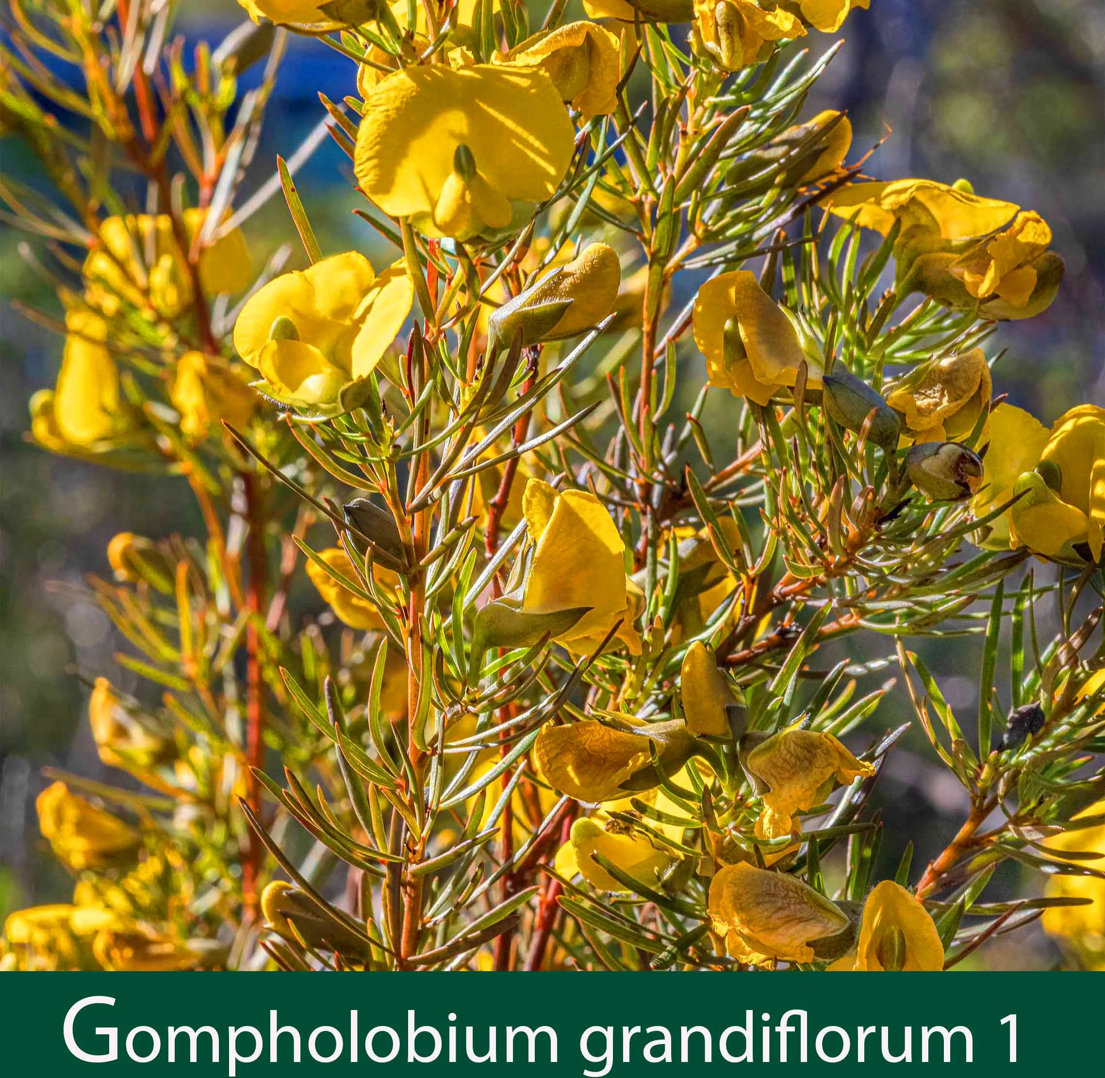 Gompholobium grandiflorum 1_.jpg