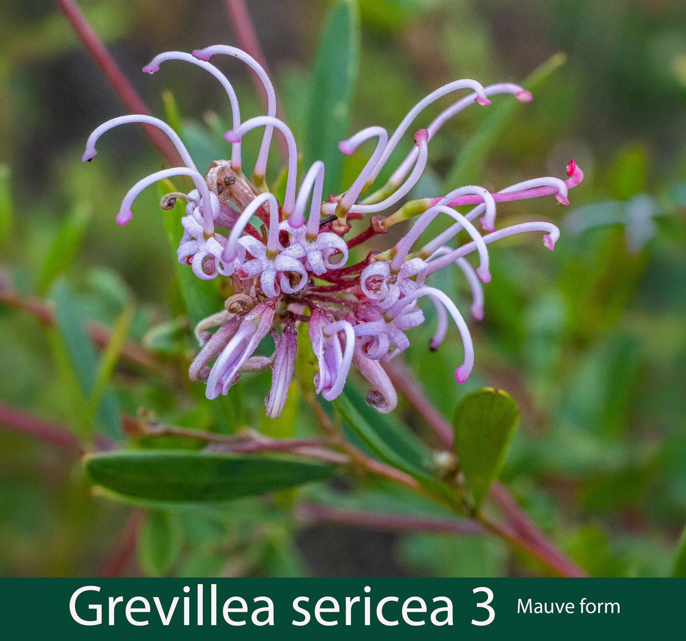 Grevillea sericea 3   mauve form_.jpg
