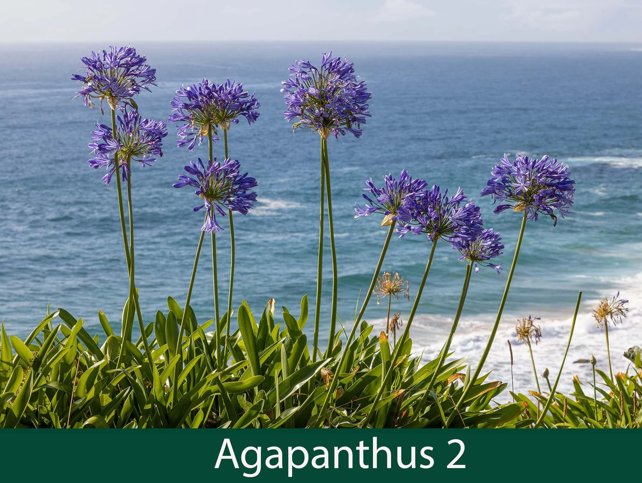 Agapanthus 2.jpg