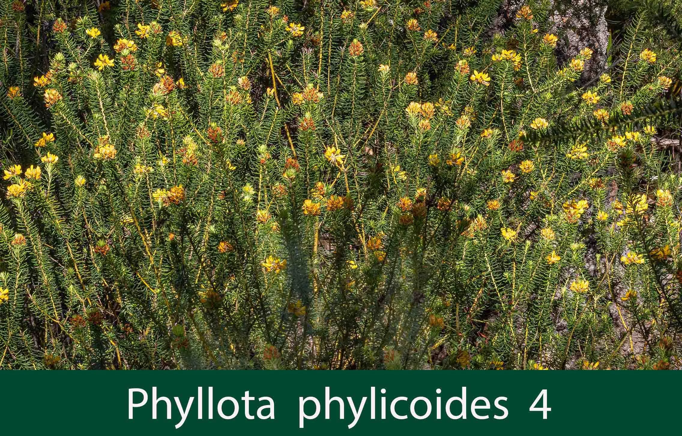 Phyllota phylicoides  4_.jpg