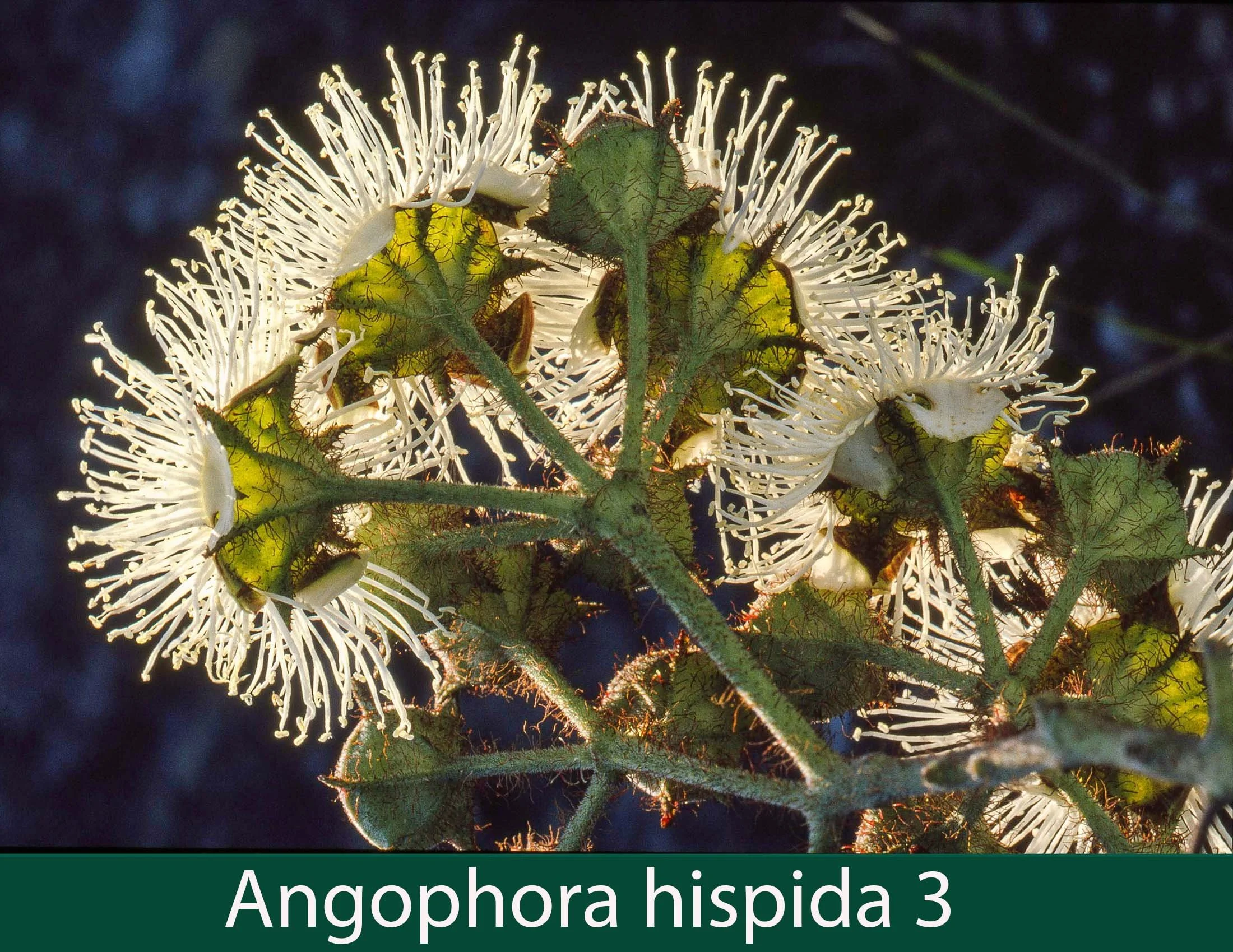 Angophora hispida 3.jpg