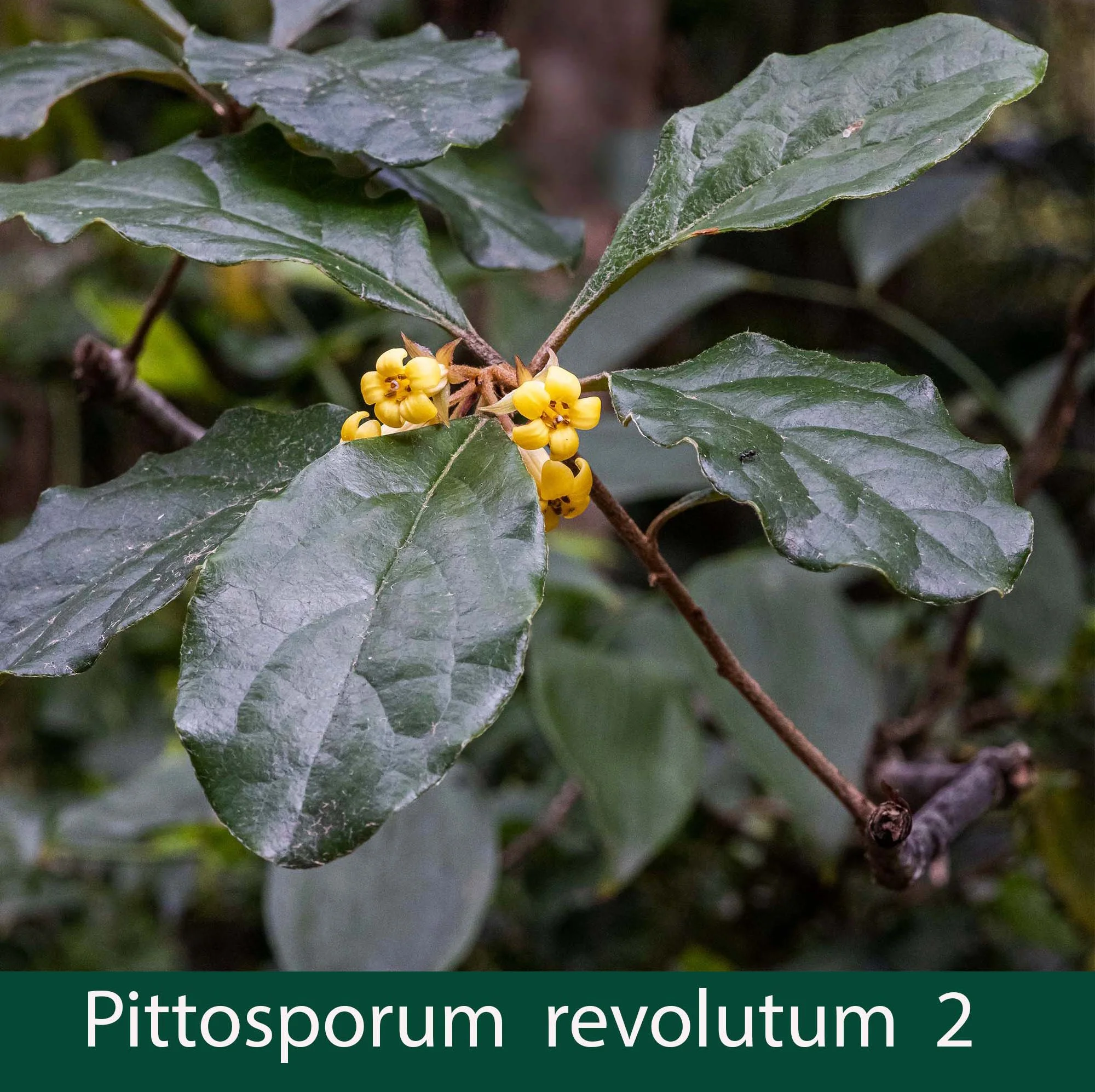 Pittosporum revolutum 2_.jpg
