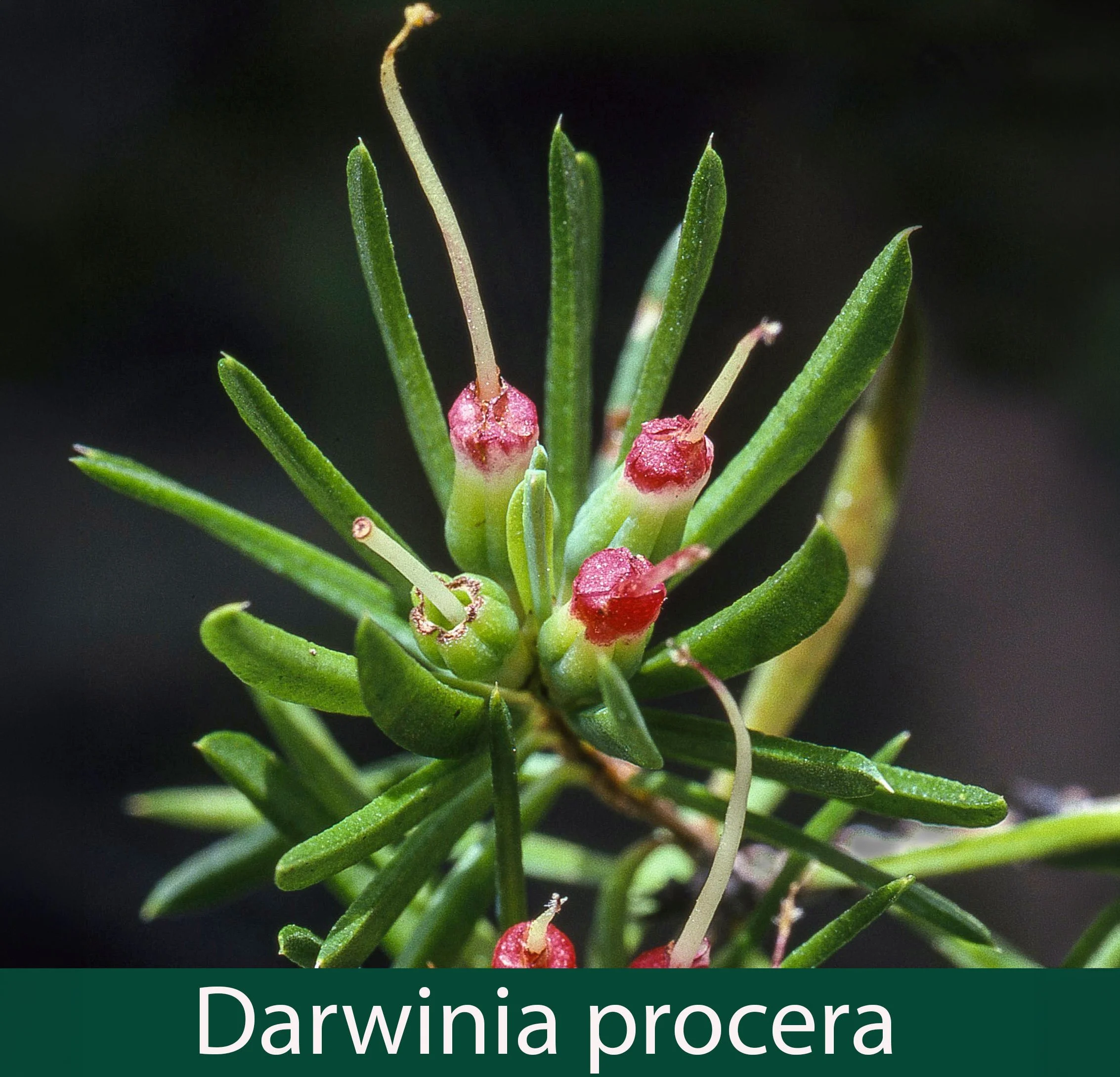 Darwinia procera 1_.jpg