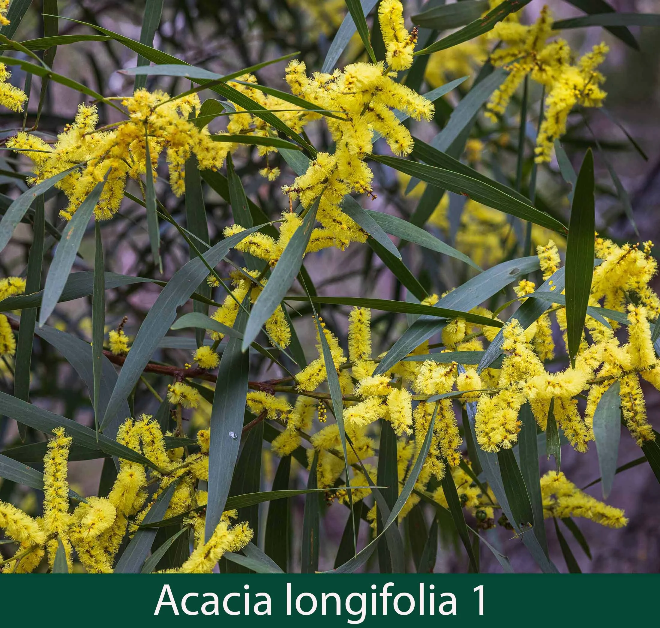 Acacia longifolia 1 Sydney golden wattle_.jpg