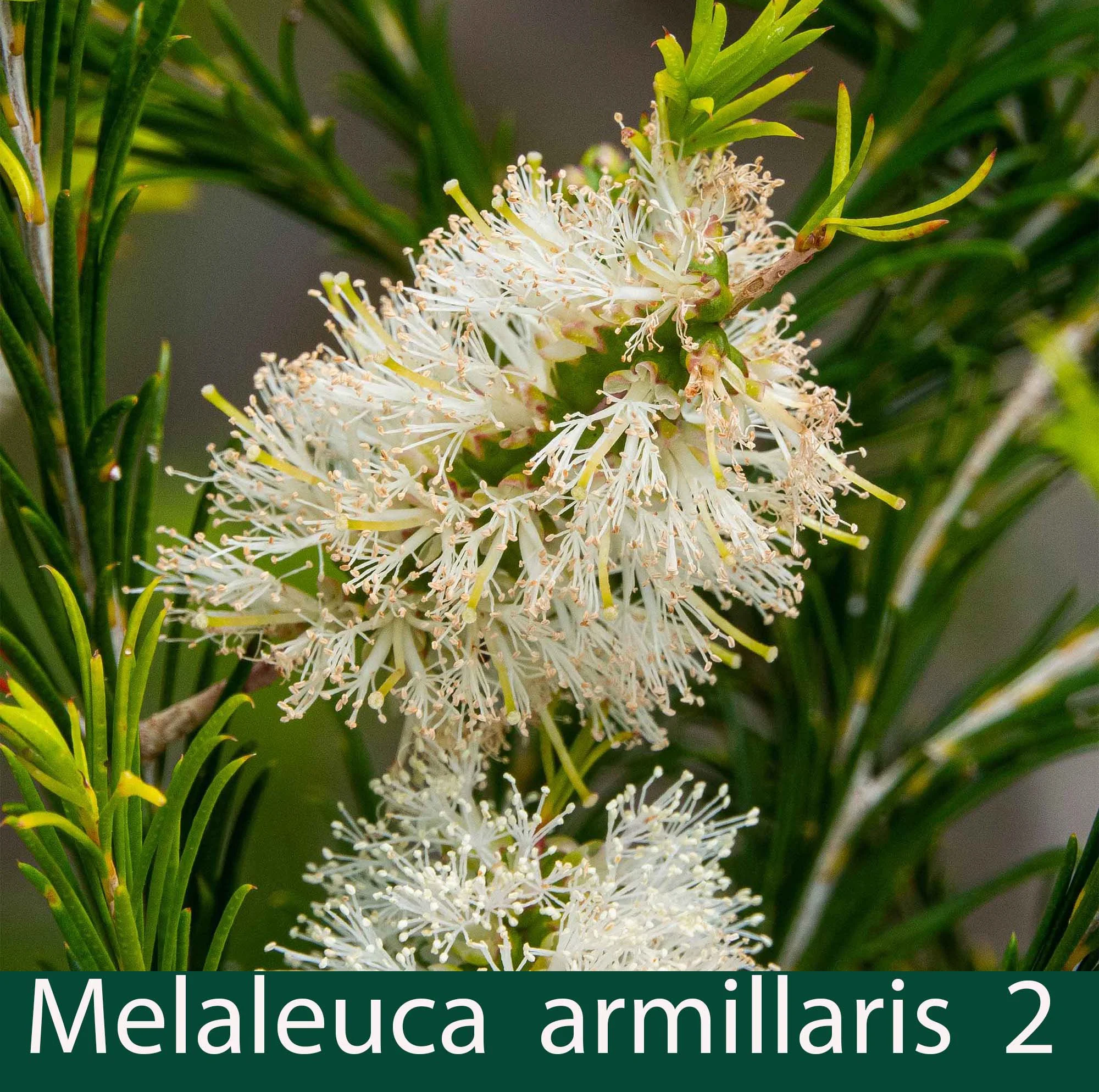 Melaleuca armillaris 2_.jpg